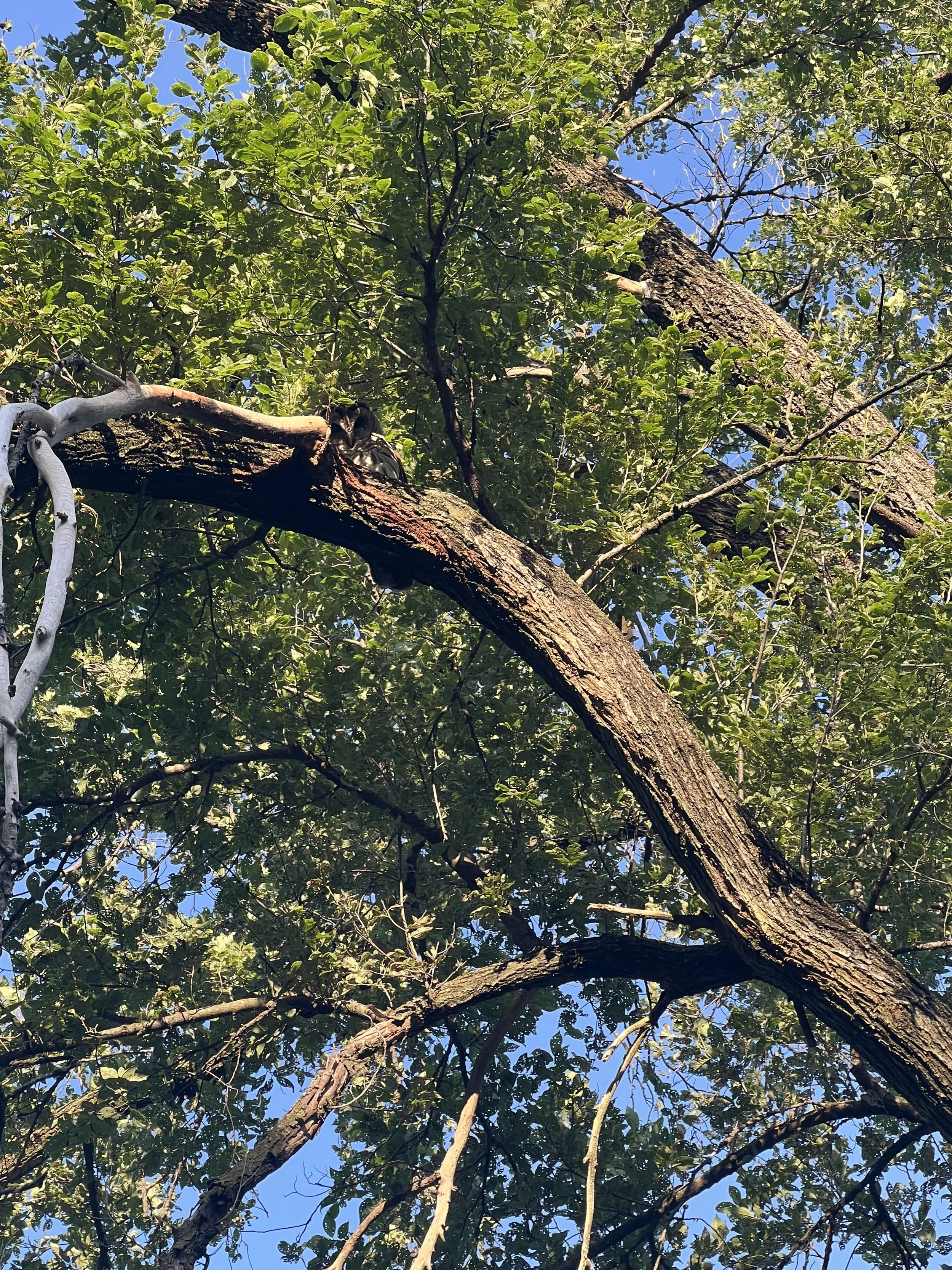 Barred owl in an Elm tree at #11