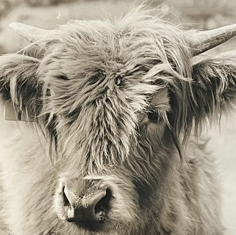 The Spotted Pony Photography