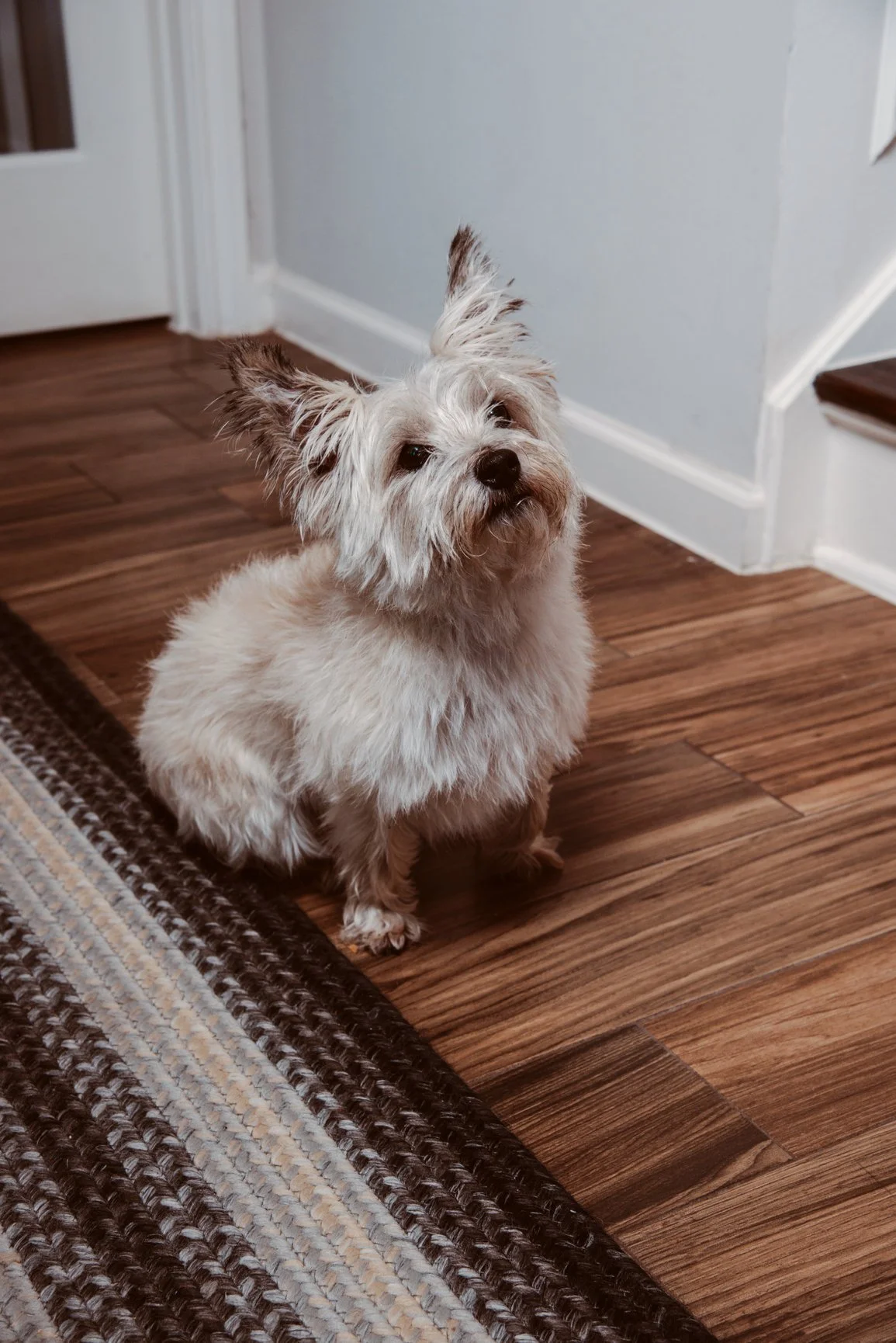 family-pet-lifestyle-family-photographer-houston-tx.jpg