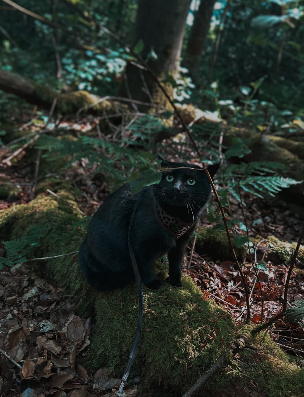 Black cat with blue eyes sitting on moss-covered ground in a forest, looking up through the foliage.