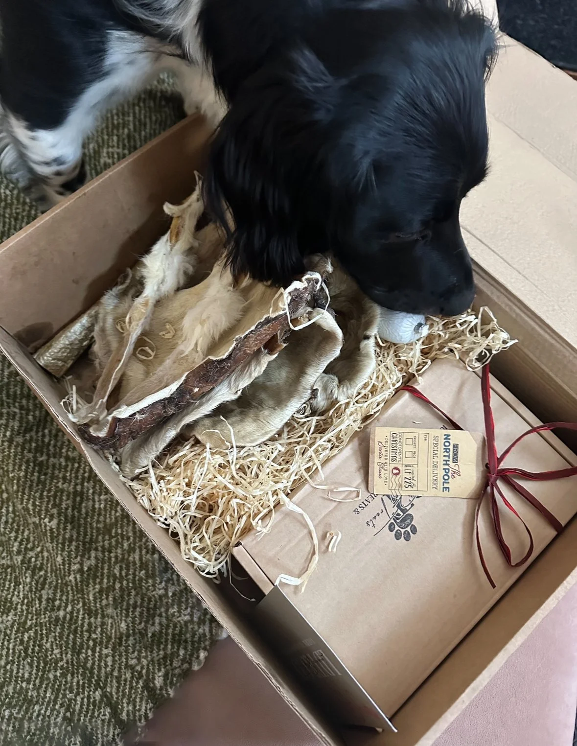 A black and white dog sniffing a box of raw treats on shredded paper, with a gift tag and red ribbon nearby.