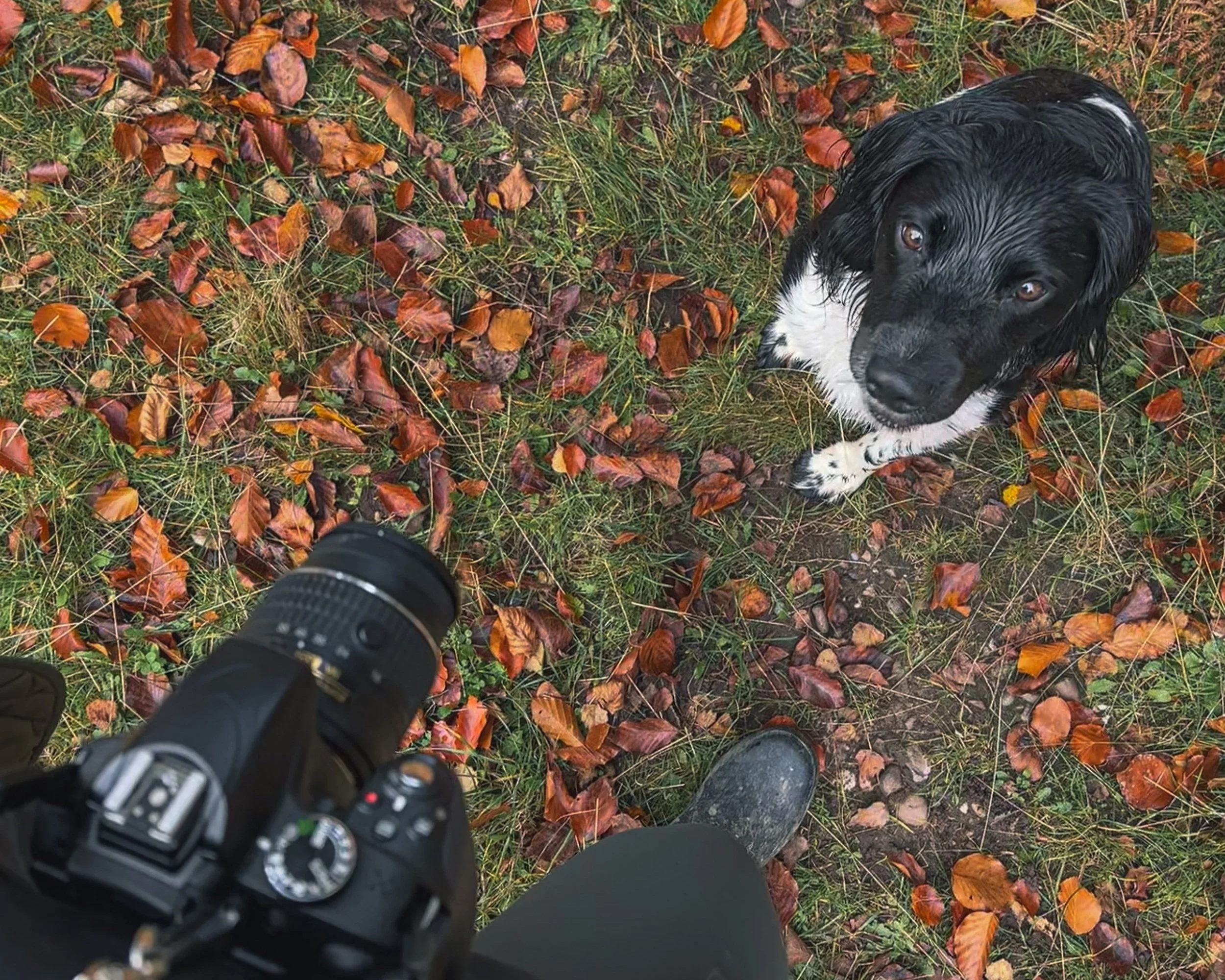 Bird’s eye view of a person standing outdoors on a ground covered with fallen autumn leaves, wearing black shoes, with a camera in hand, directed toward a black and white puppy looking up.