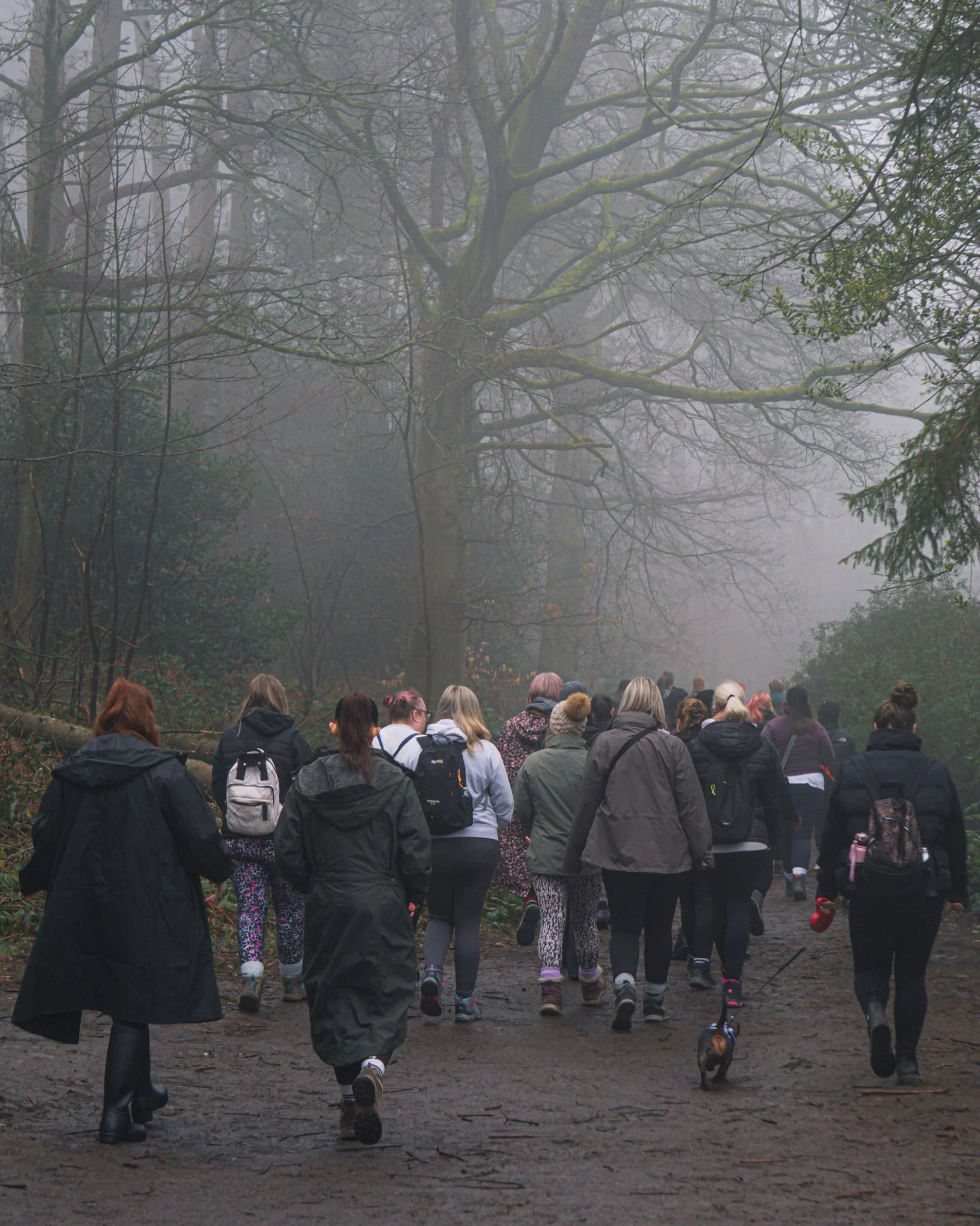 group of people walking on a forest trail on a foggy day