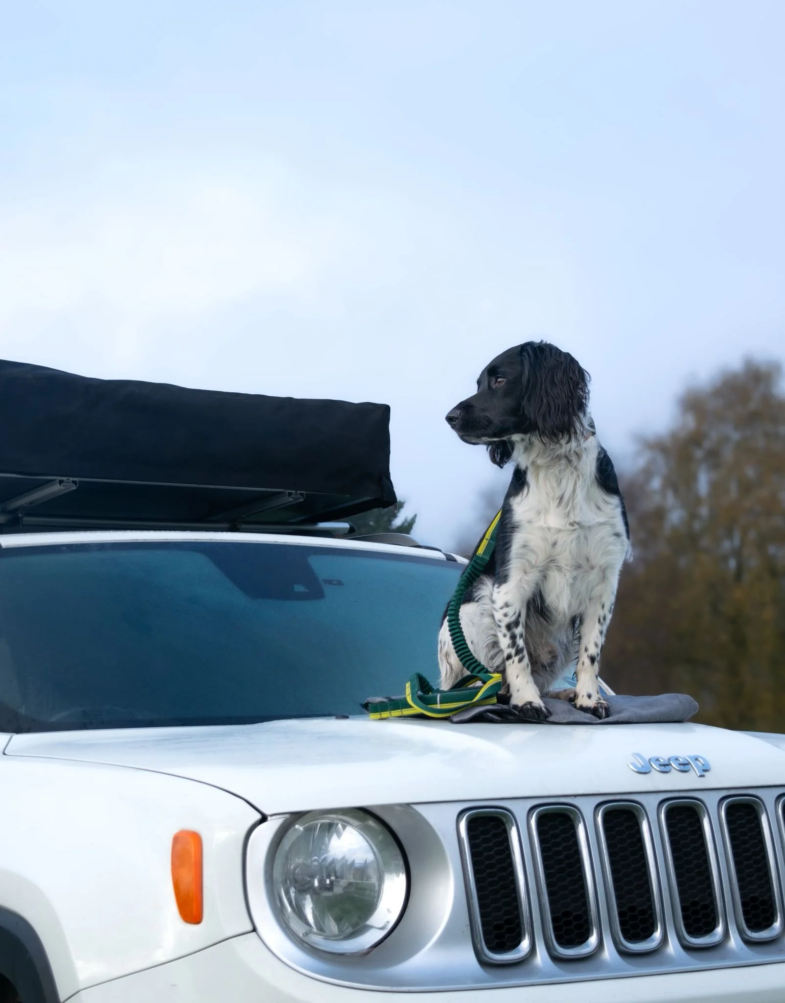 A black and white dog with long ears sitting on the hood of a white Jeep vehicle, with a roof cargo carrier attached. The Jeep logo is visible on the front of the vehicle, and the dog is looking to the side with a green leash attached.