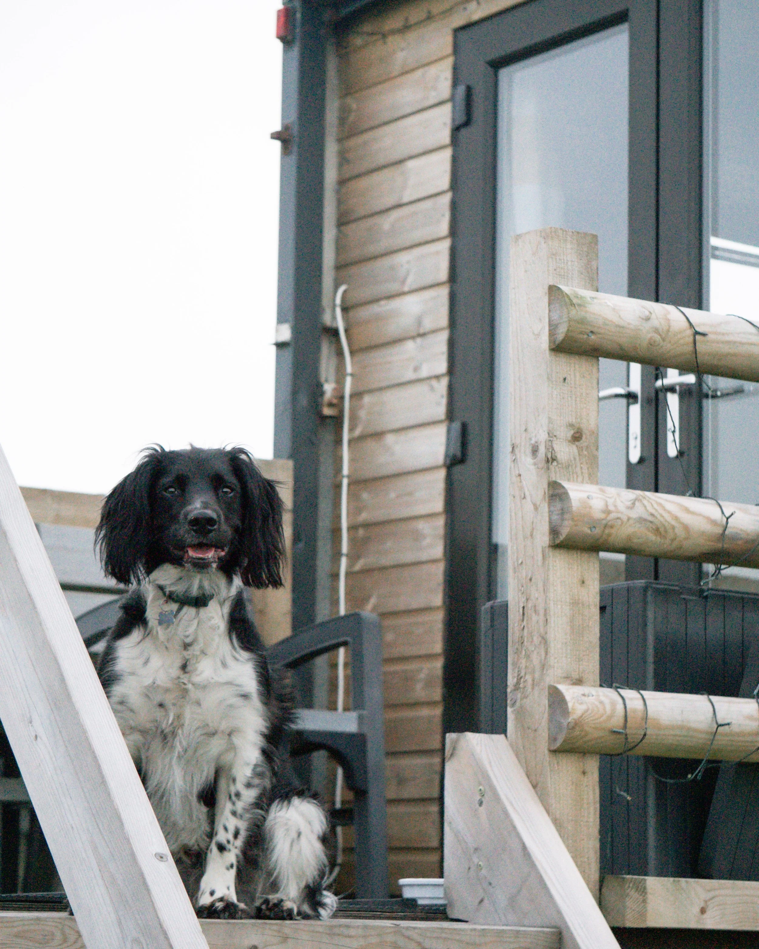 A black and white dog with long ears and a belly patch sitting on a wooden outdoor deck near a black door and a window.