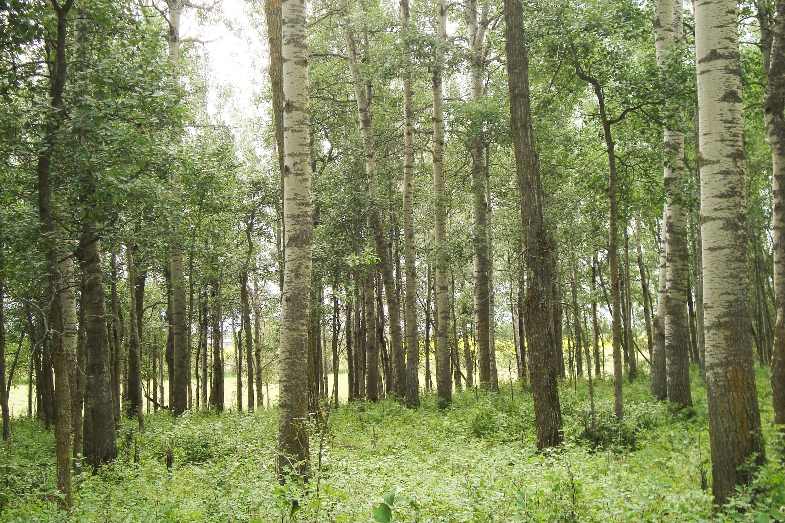 Trees
