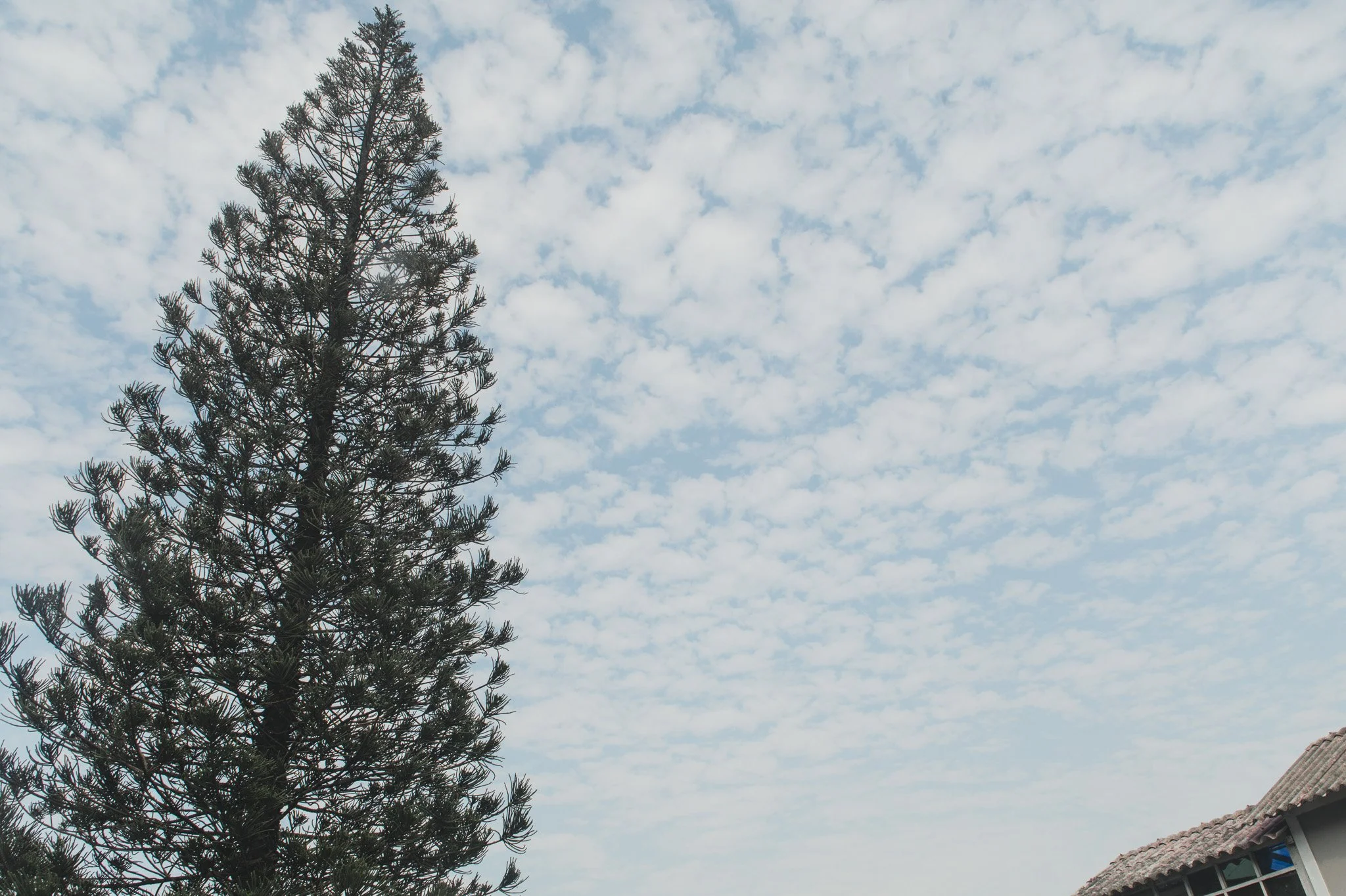 Árbol grande con ramas llenas de hojas, cielo con nubes dispersas y parte de un techo con tejas en la esquina inferior derecha.