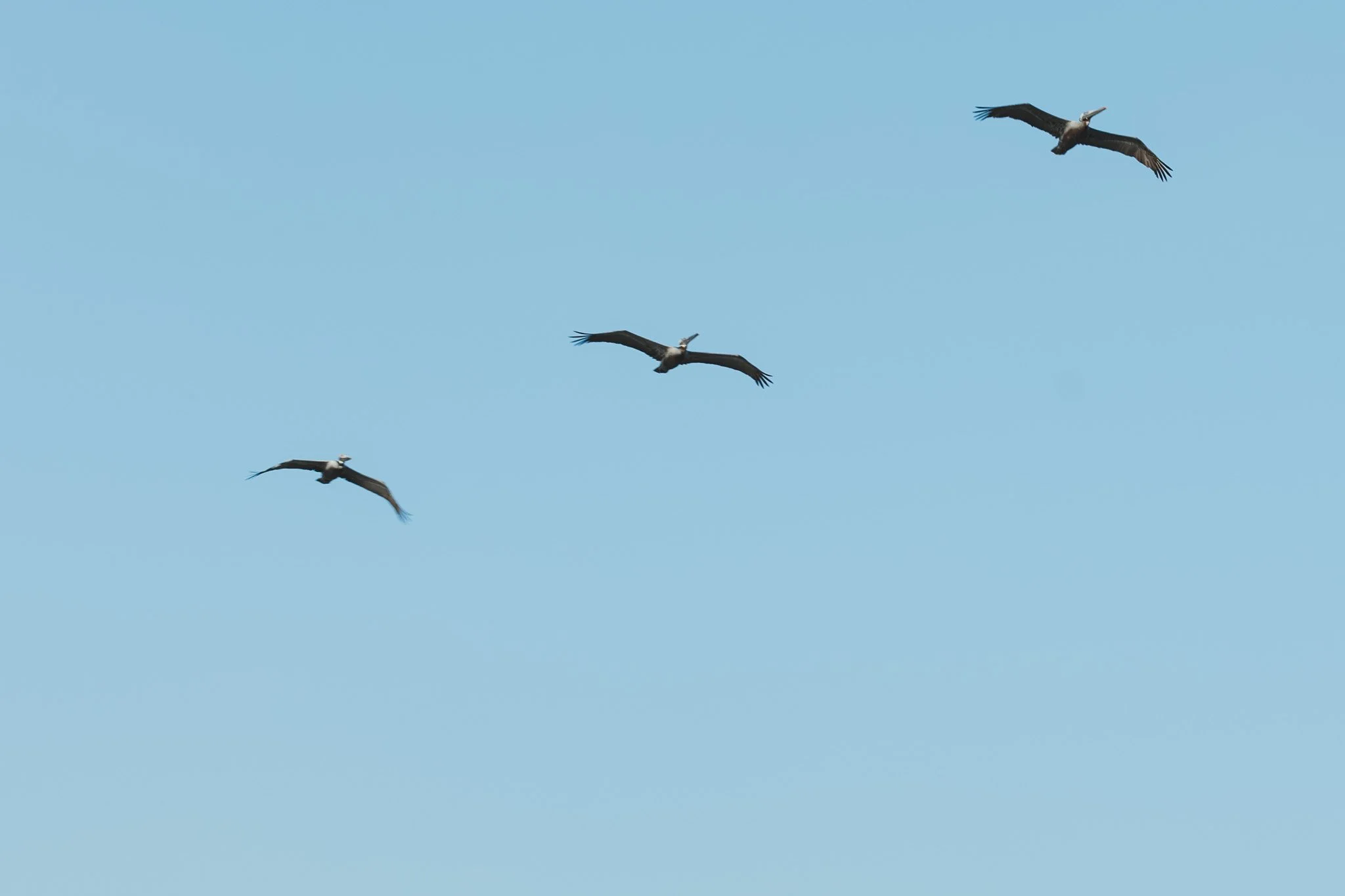 Tres aves volando en un cielo azul claro.