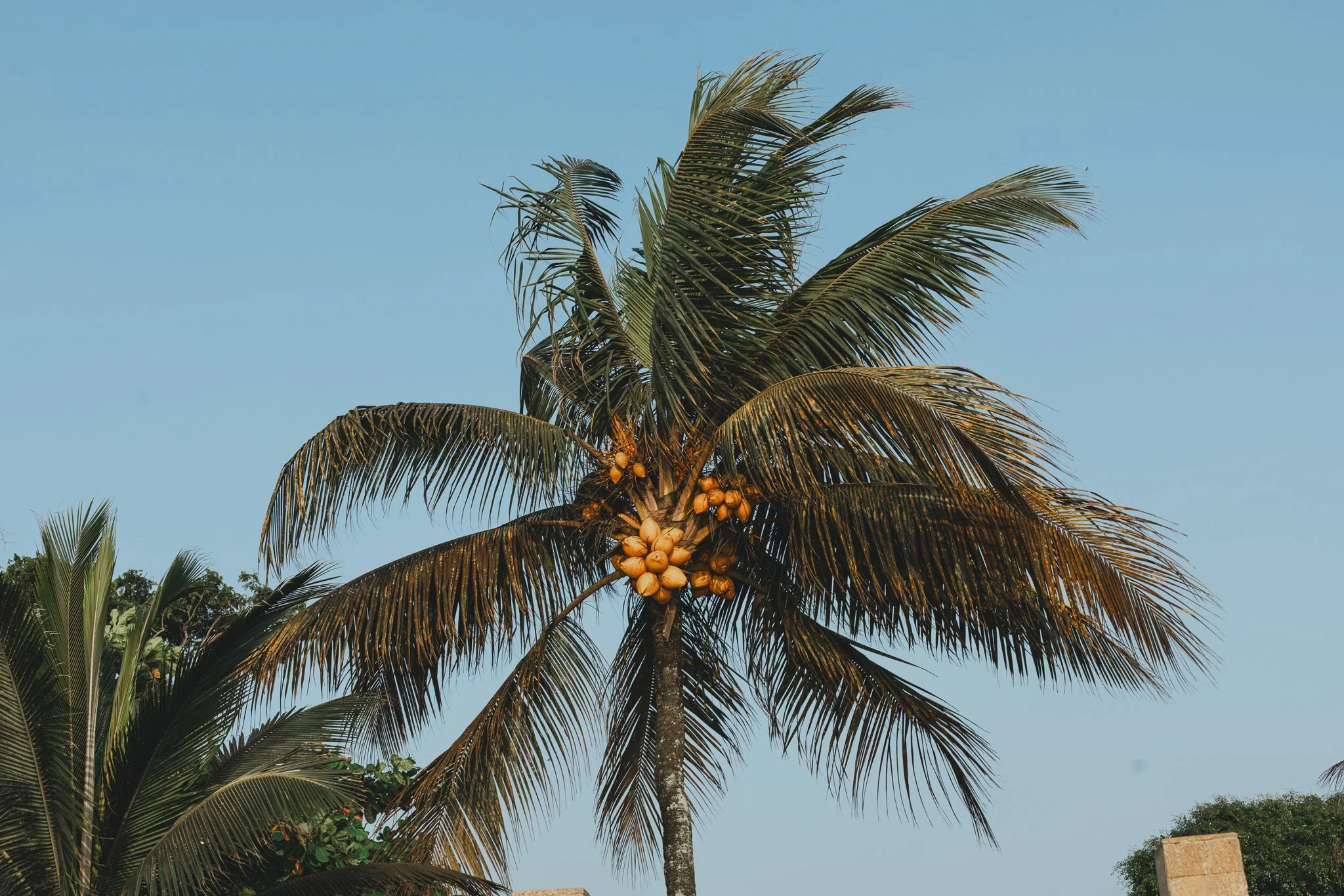 Palma de cocotero con cocos en el tallo, contra un cielo despejado.