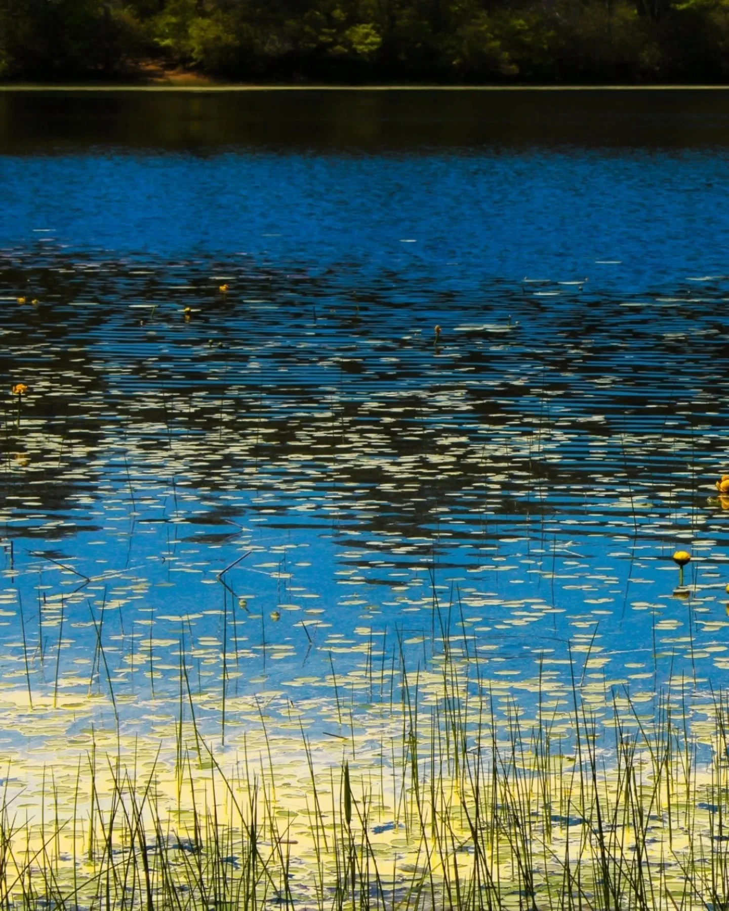 reposting one of the top 5 photographs I have ever taken 🌷

 I love this picture because of the people I was with when I took it, the location and the fact that it reminds me of one of my favorite painter: Monet❤️🖼

#madewithlightroom #longislandph