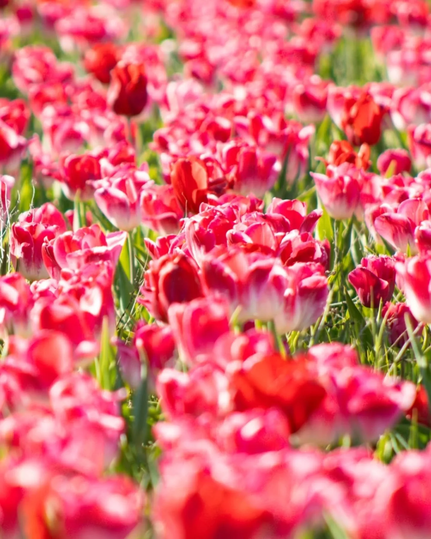 More flowers from @waterdrinkerlongisland tulip festival 🌷 These and more are available to buy as prints in my bio!

#natureprints #naturephotography #tulipphotography #longislandphotographer #photography