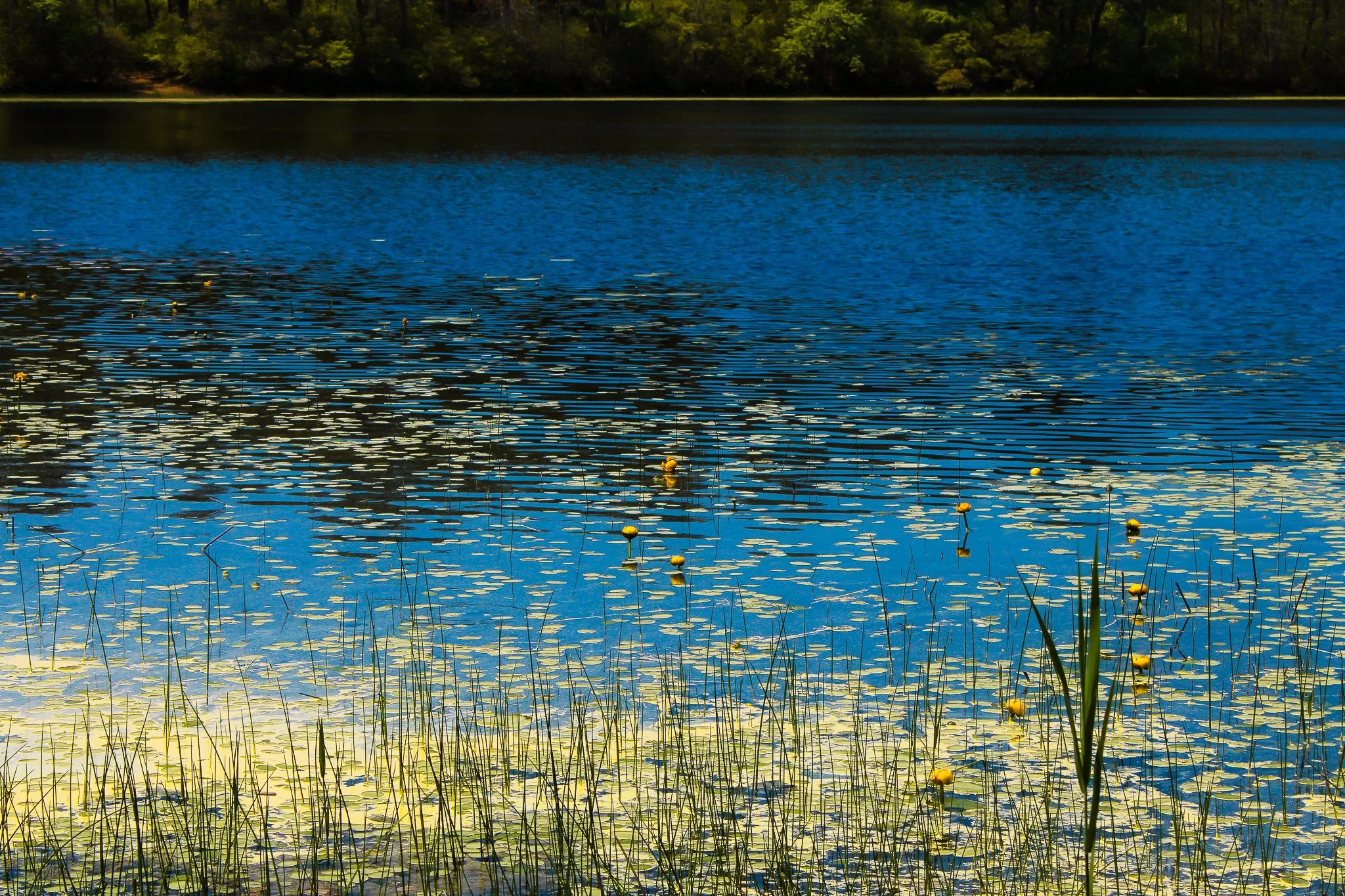 Monet Photography