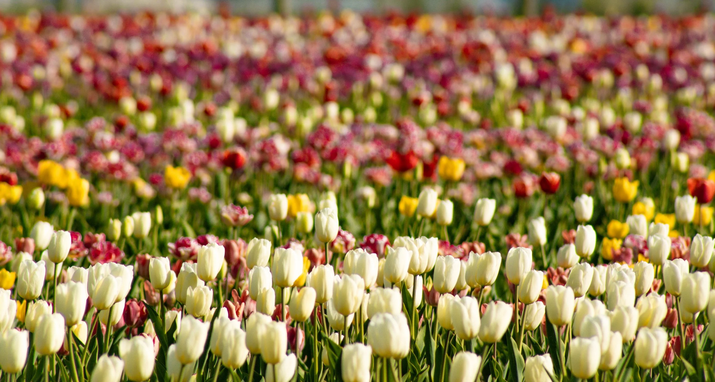 Tulip-Water-Drinker.jpg