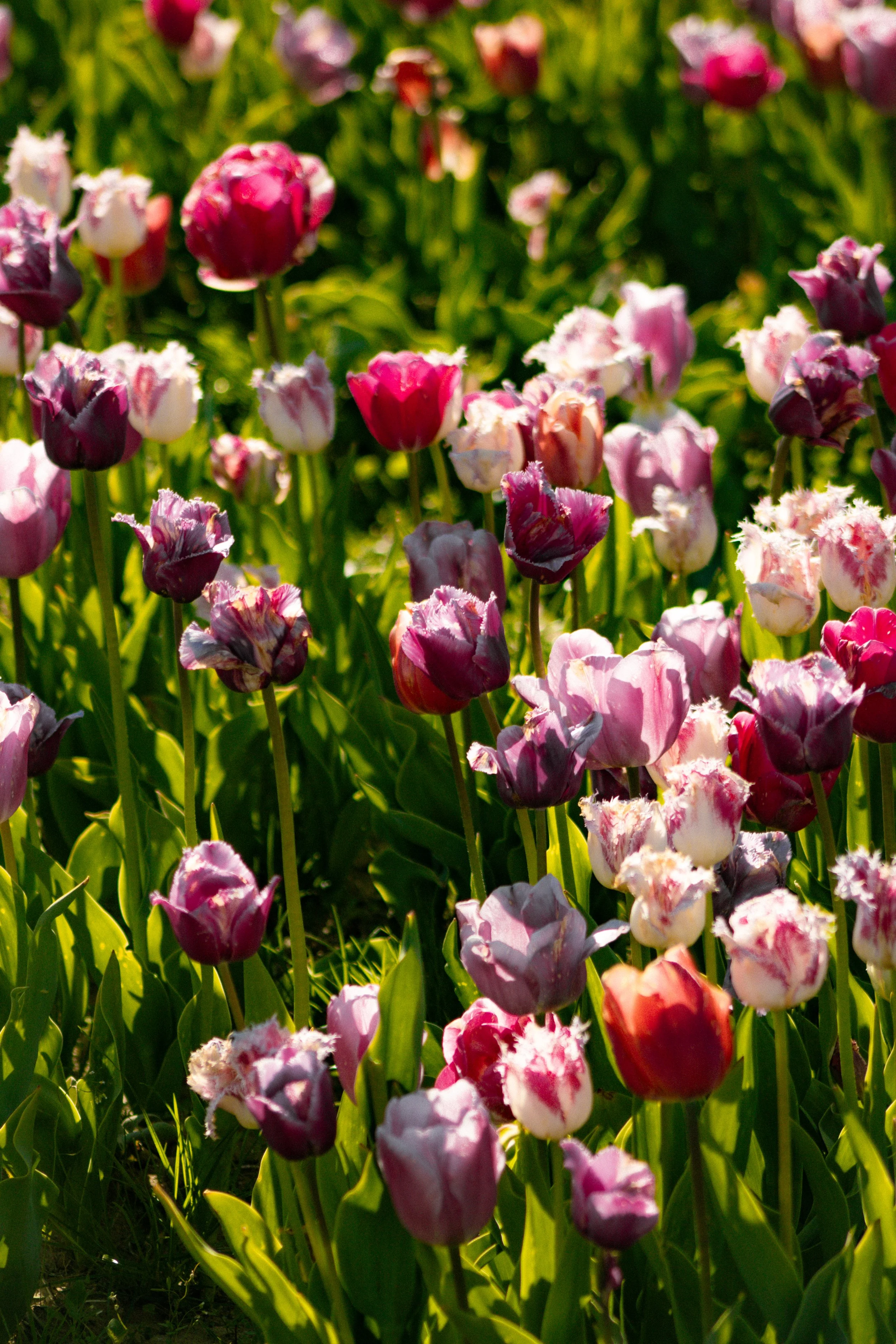 Tulip Mania (10).jpg