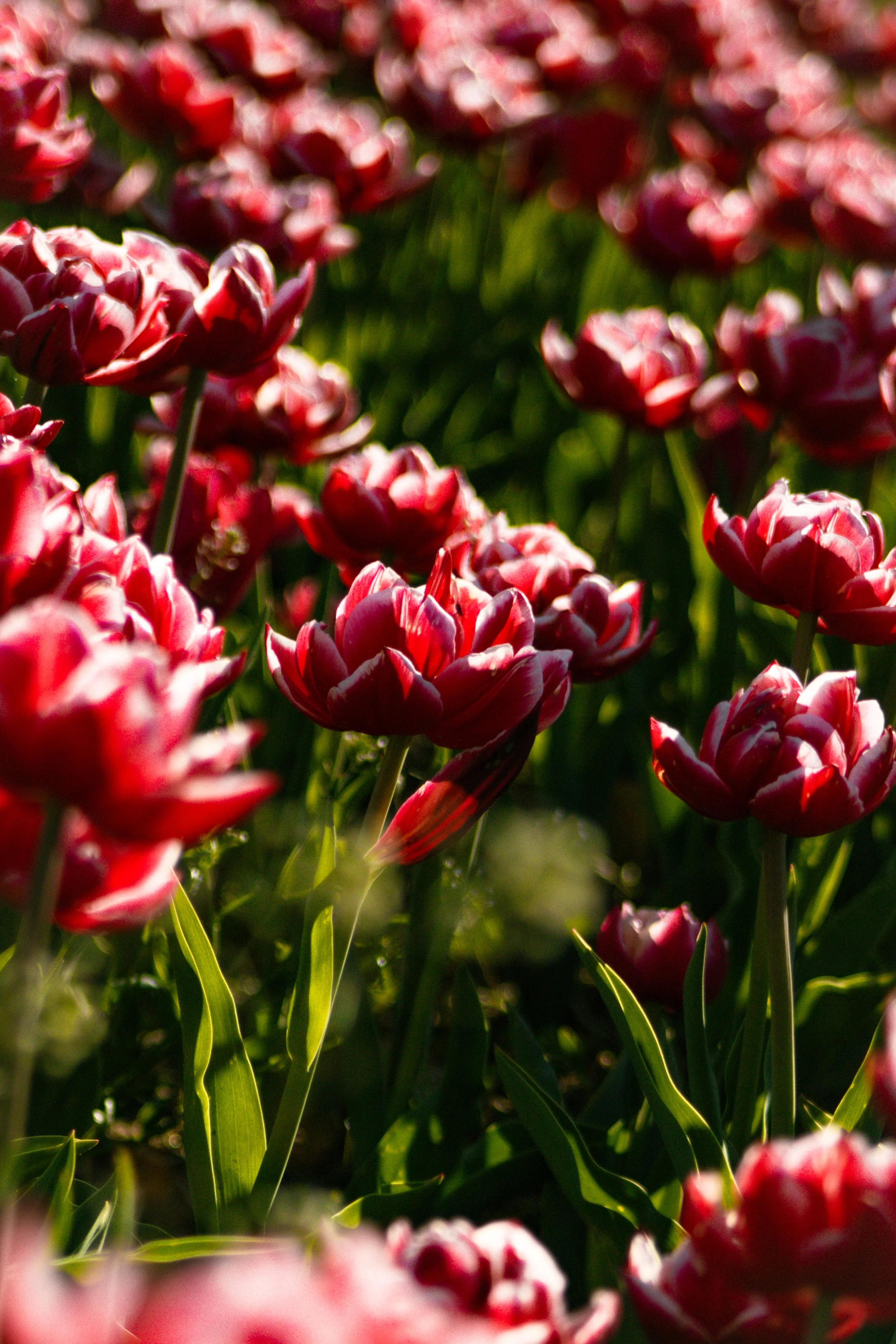 Tulip Mania (7).jpg