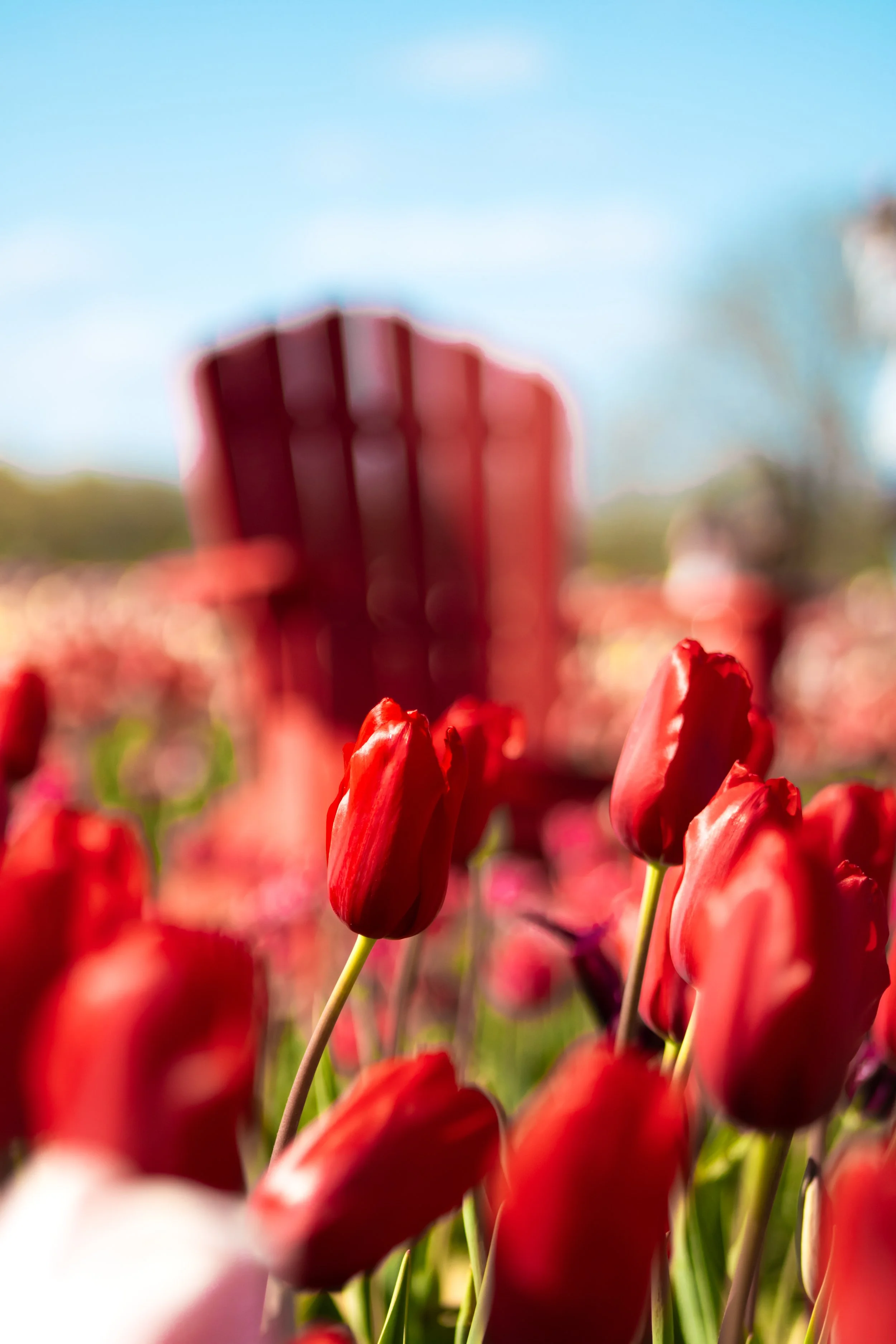 Tulip Mania (1).jpg