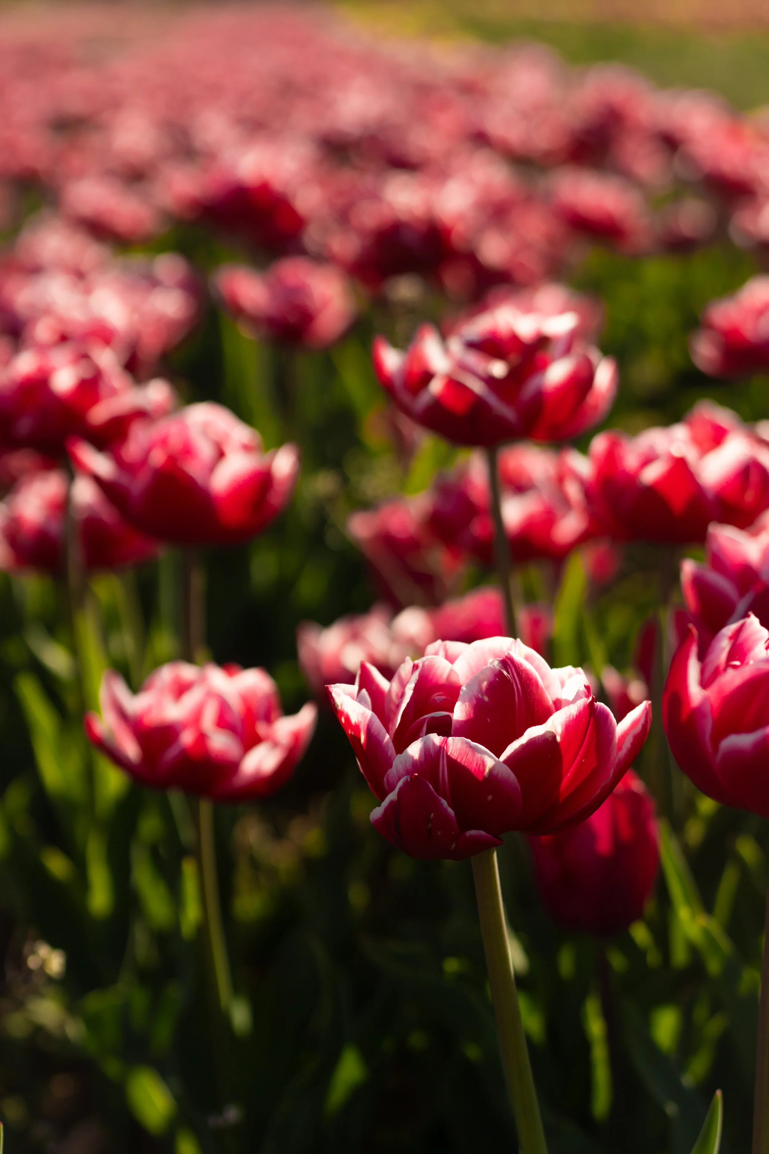 Tulip Mania (6).jpg