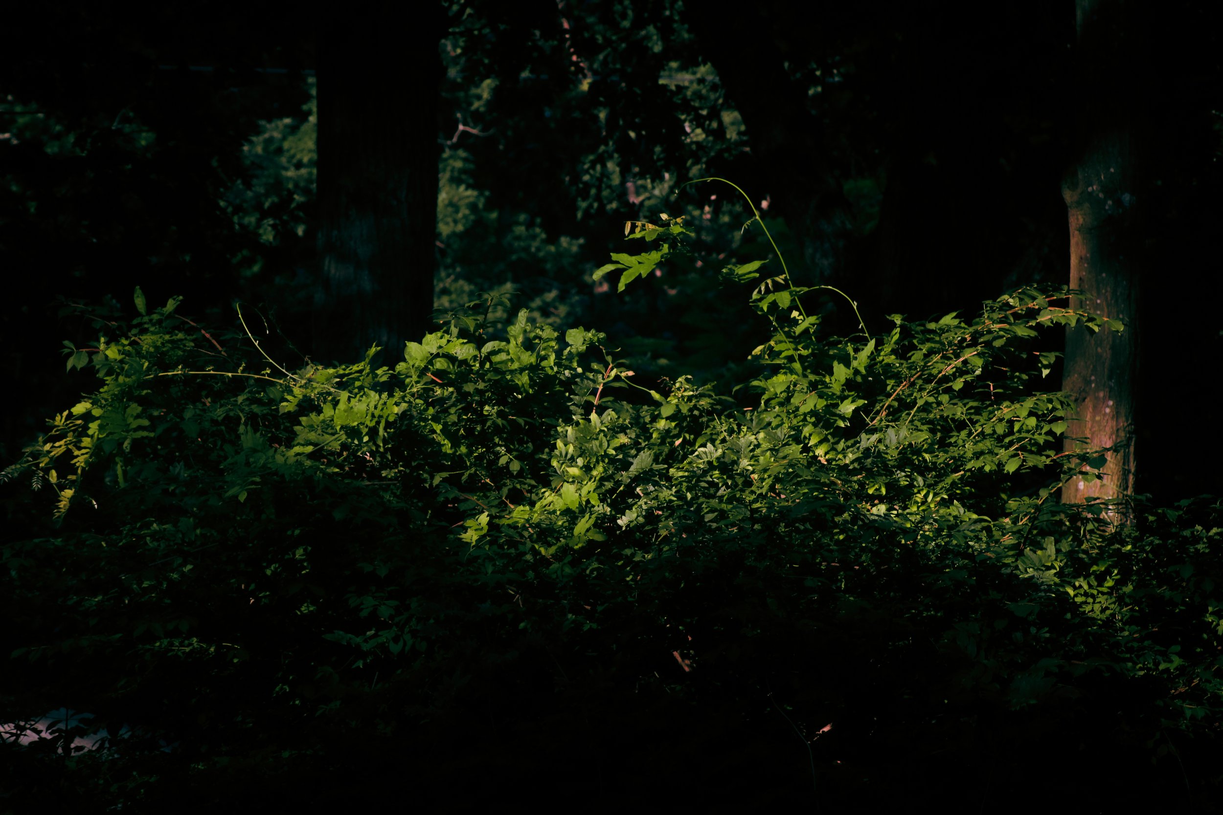 green leaves hit by light.jpg