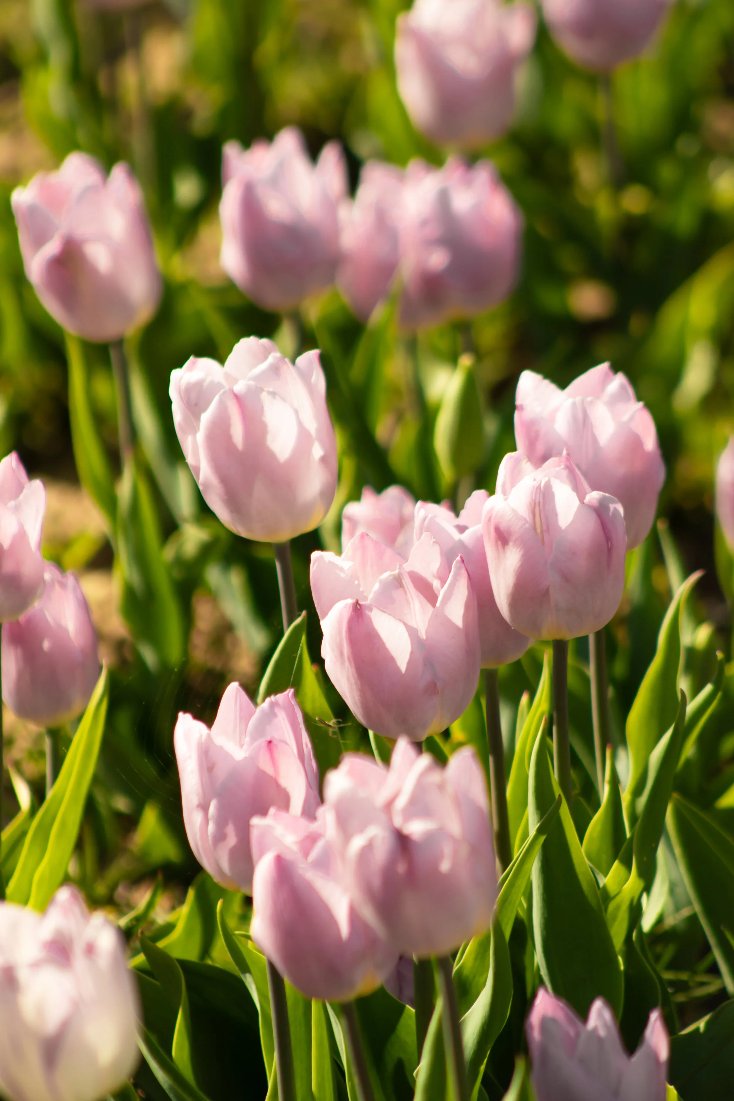 Tulip Mania