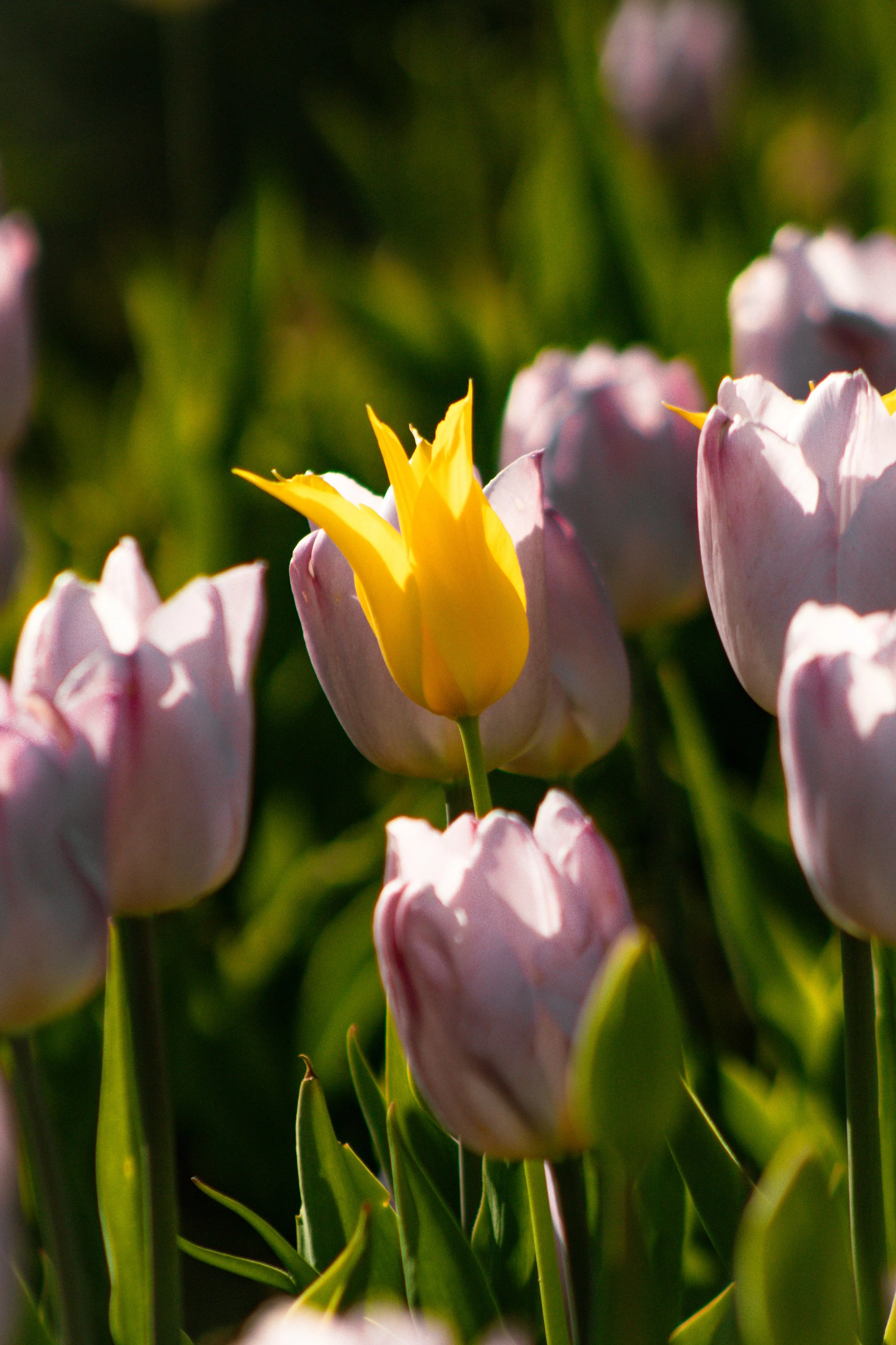 Tulip Mania (9).jpg