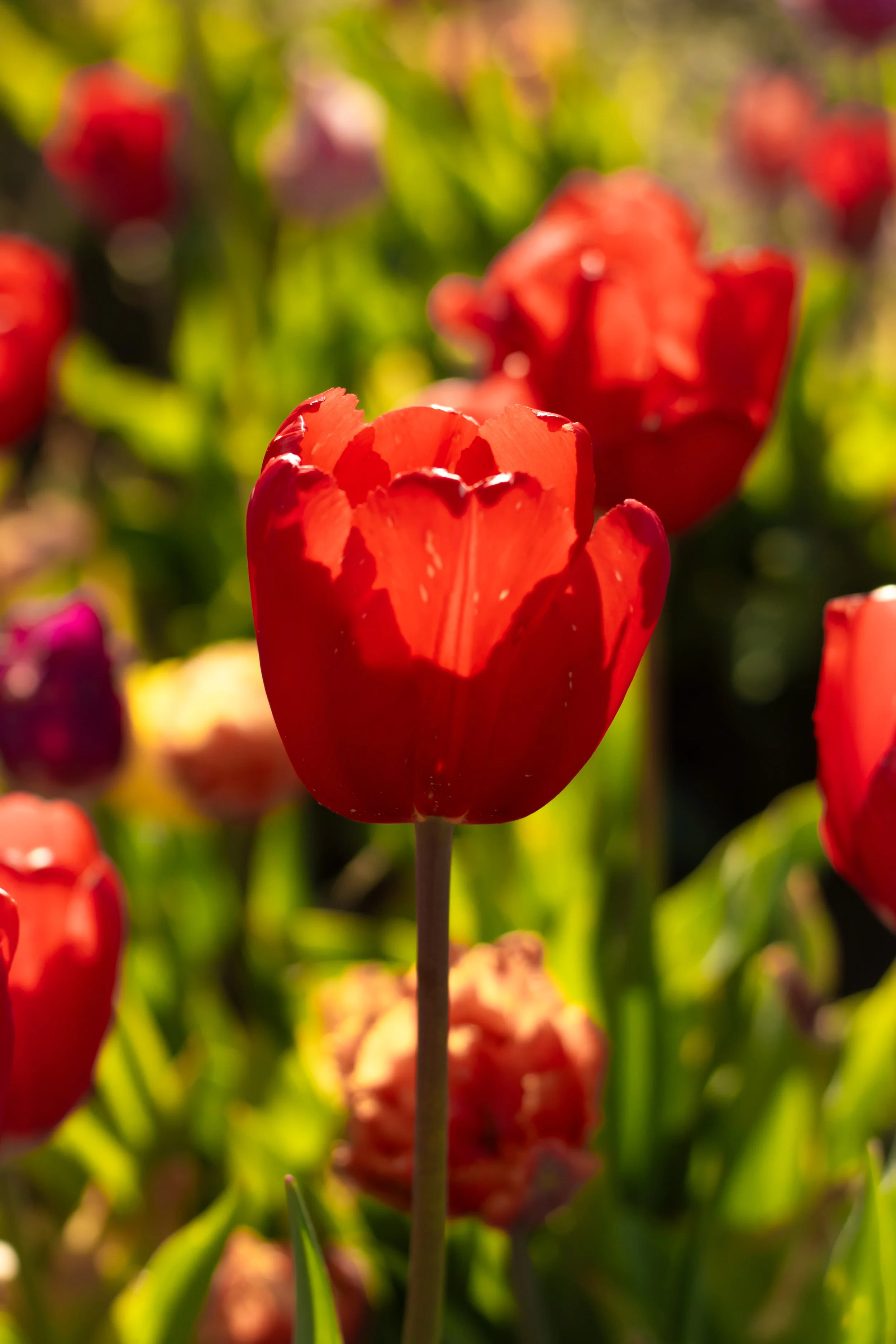 Tulip Mania (3).jpg