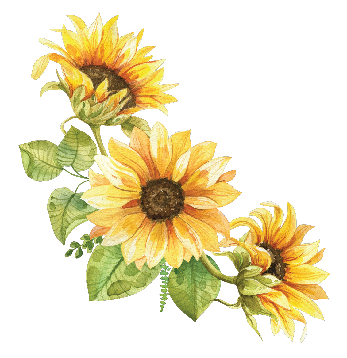 Watercolor painting of three sunflowers with green leaves against a black background.