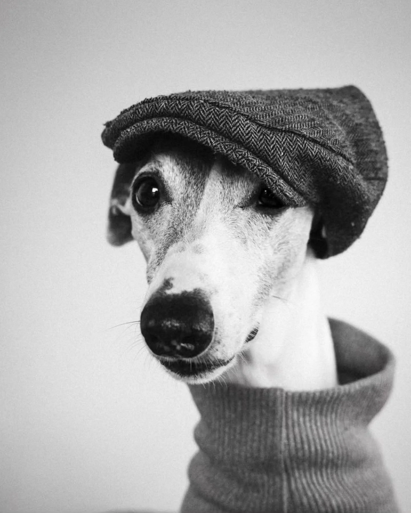 Photo By -  @whippetbowie 

Curators: @dimpy.bhalotia &amp; @kamalkumaarrao 

By @pure.street.photography 

#puredogphotography #dogsofinstagram #doglovers dog doglover dogs doglife. Pure Dog Photography