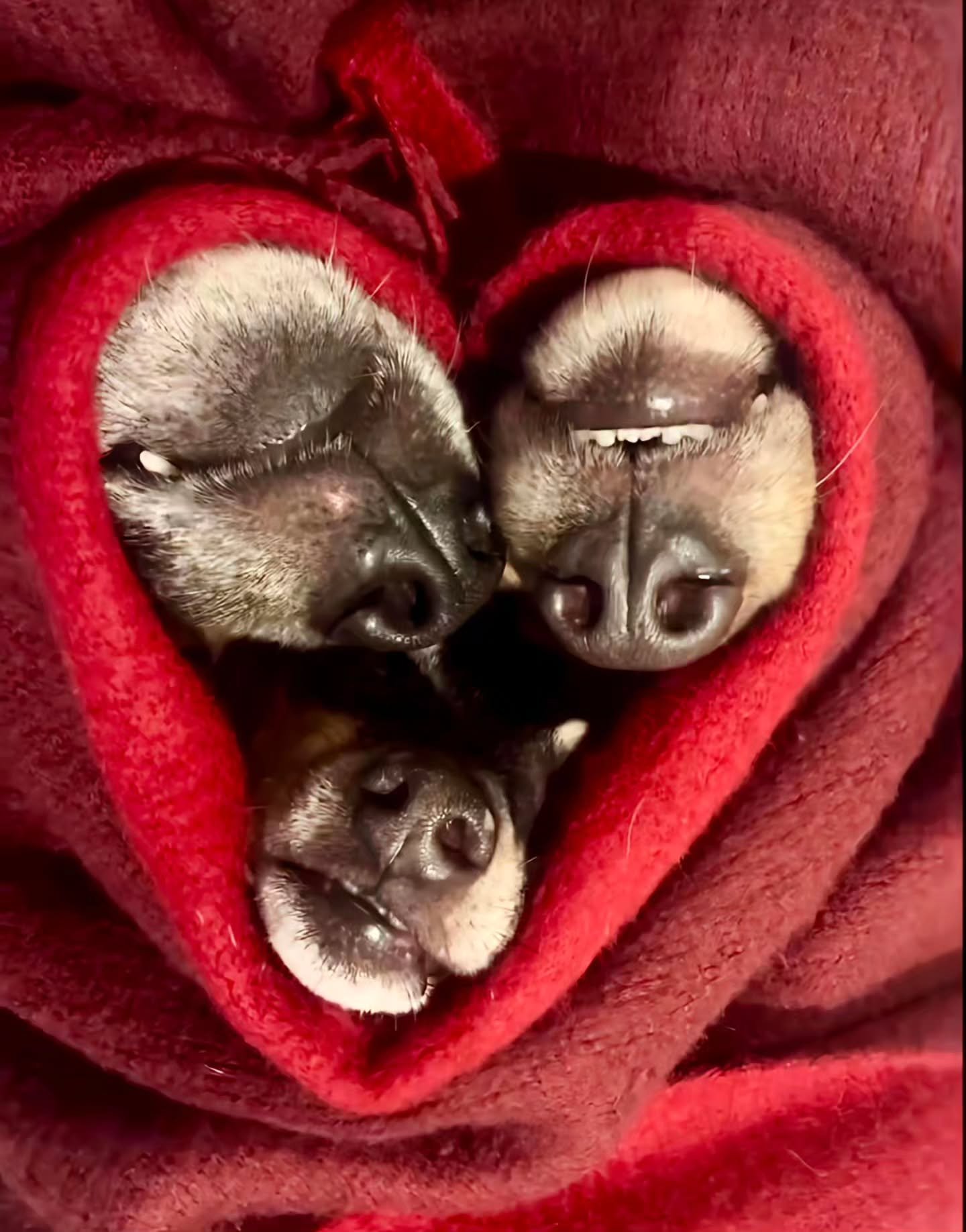 Photo By - Unknown 

Curators: @dimpy.bhalotia &amp; @kamalkumaarrao 

By @pure.street.photography 

#puredogphotography #dogsofinstagram #doglovers dog doglover dogs doglife. Pure Dog Photography