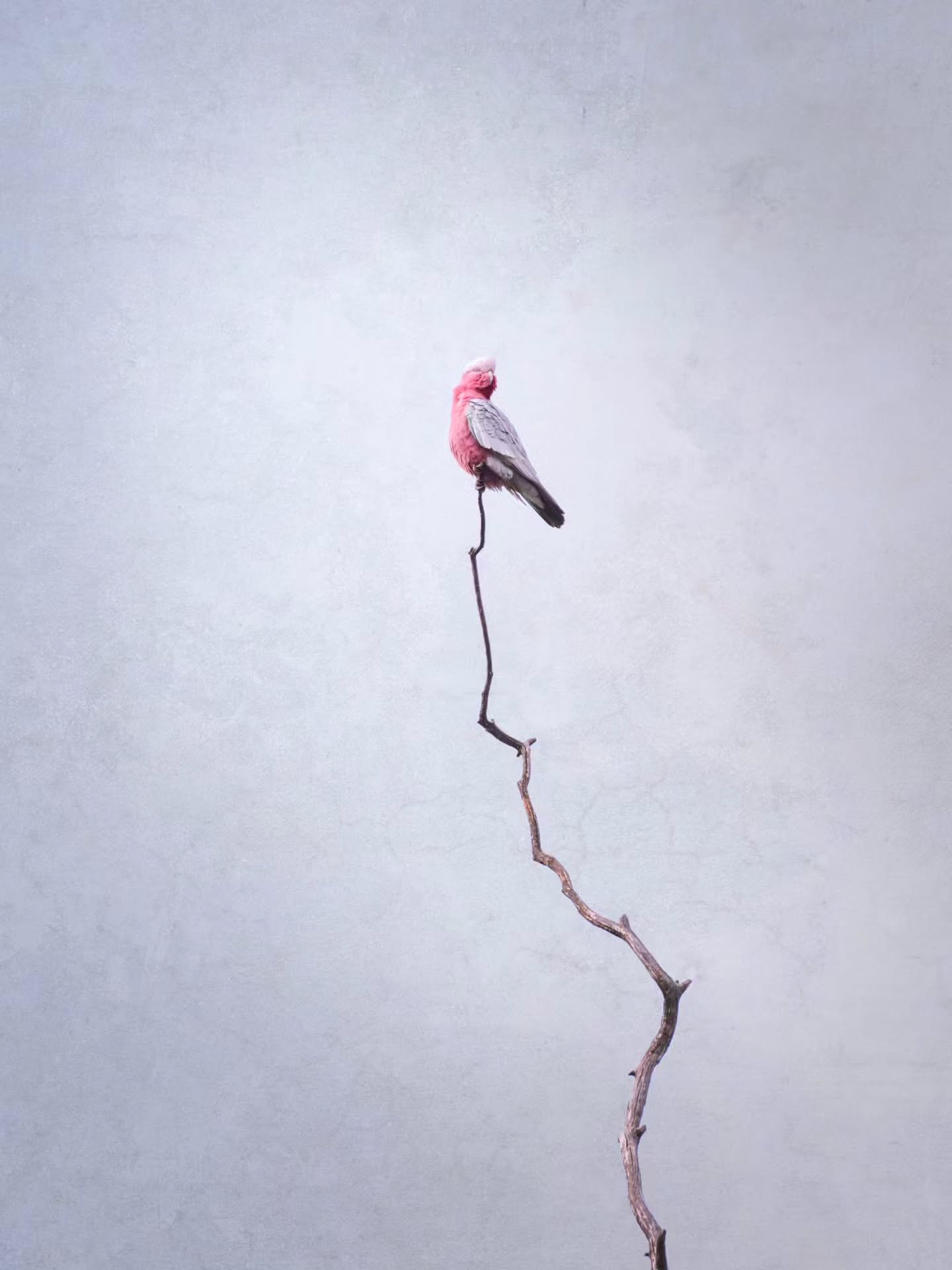 The Pure Minimalist Photography Awards are now open. 

Photo By - karenwallerphotography

Curators @dimpy.bhalotia &amp; @kamalkumaarrao 

Less in the frame. More in the feeling.

Open to photographers worldwide.
Professional or emerging.
Camera or s