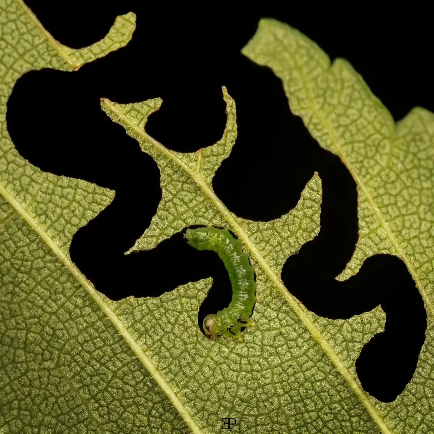 Photo By &mdash; @edoardo_previato

Curators: @dimpy.bhalotia &amp; @kamalkumaarrao

By @pure.street.photography

#puremacrophotographyawards #puremacrophotography #macrophotography #macrophotographyawards macro macro_lovers macroworld naturephotogra