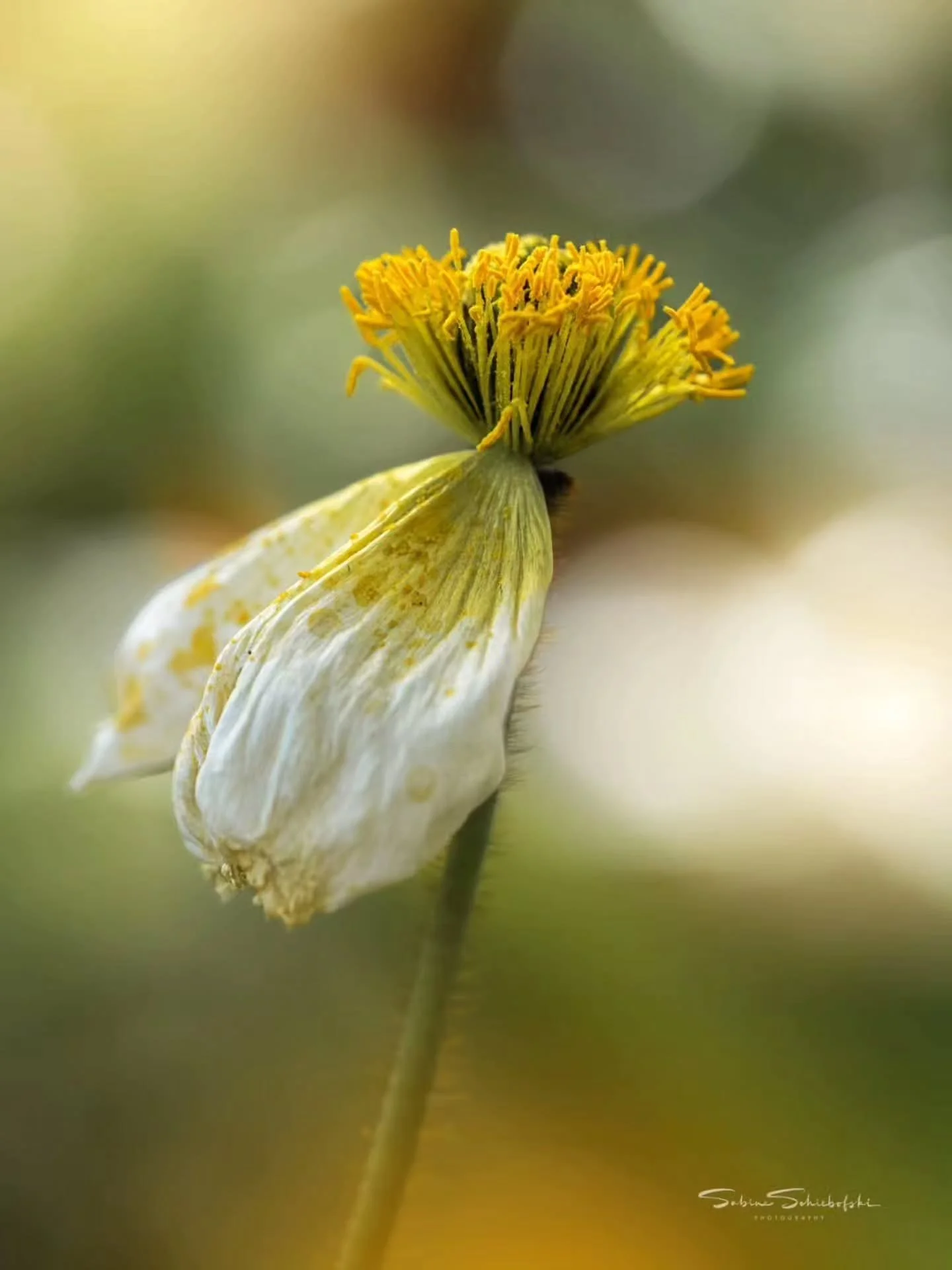 Photo By &mdash; @sabine_schiebofski

Curators: @dimpy.bhalotia &amp; @kamalkumaarrao

By @pure.street.photography

#puremacrophotographyawards #puremacrophotography #macrophotography #macrophotographyawards macro macro_lovers macroworld naturephotog