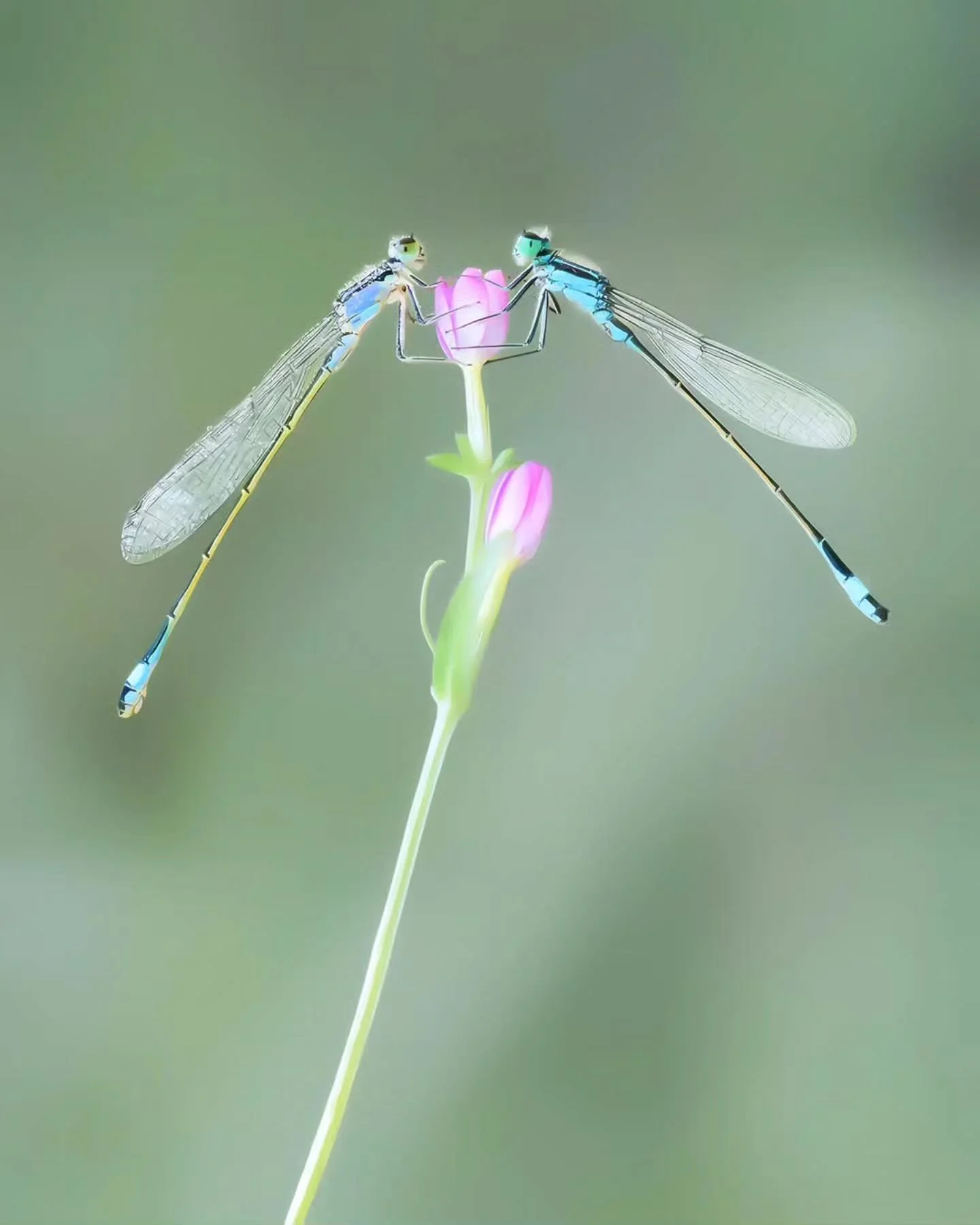 Photo By &mdash; @ahmet.turhan1

Curators: @dimpy.bhalotia &amp; @kamalkumaarrao

By @pure.street.photography

#puremacrophotographyawards #puremacrophotography #macrophotography #macrophotographyawards macro macro_lovers macroworld naturephotography
