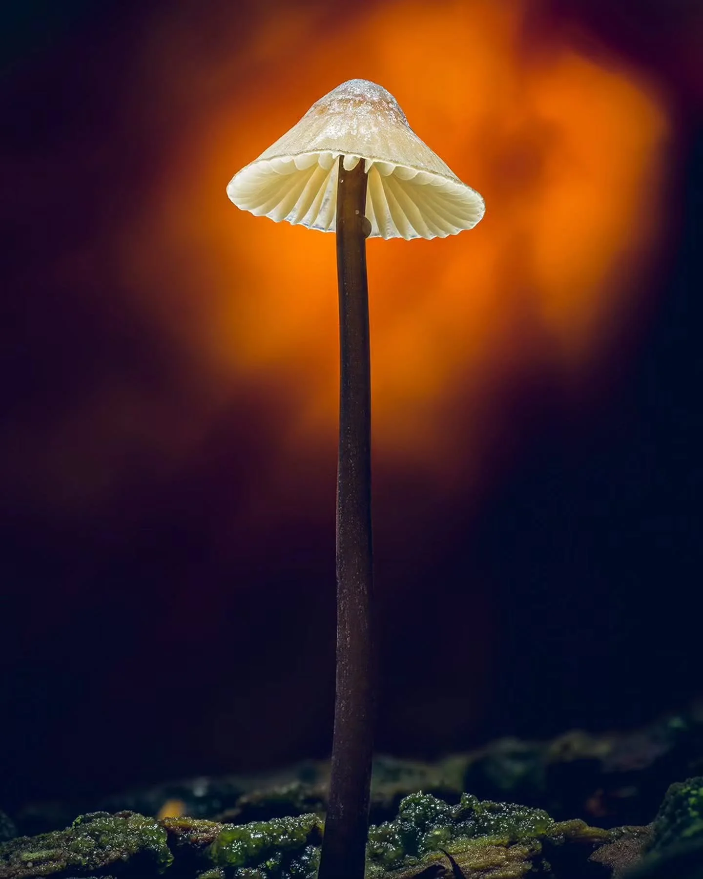 Photo By &mdash; @stewartwoodart

Curators: @dimpy.bhalotia &amp; @kamalkumaarrao

By @pure.street.photography

#puremacrophotographyawards #puremacrophotography #macrophotography #macrophotographyawards macro macro_lovers macroworld naturephotograph