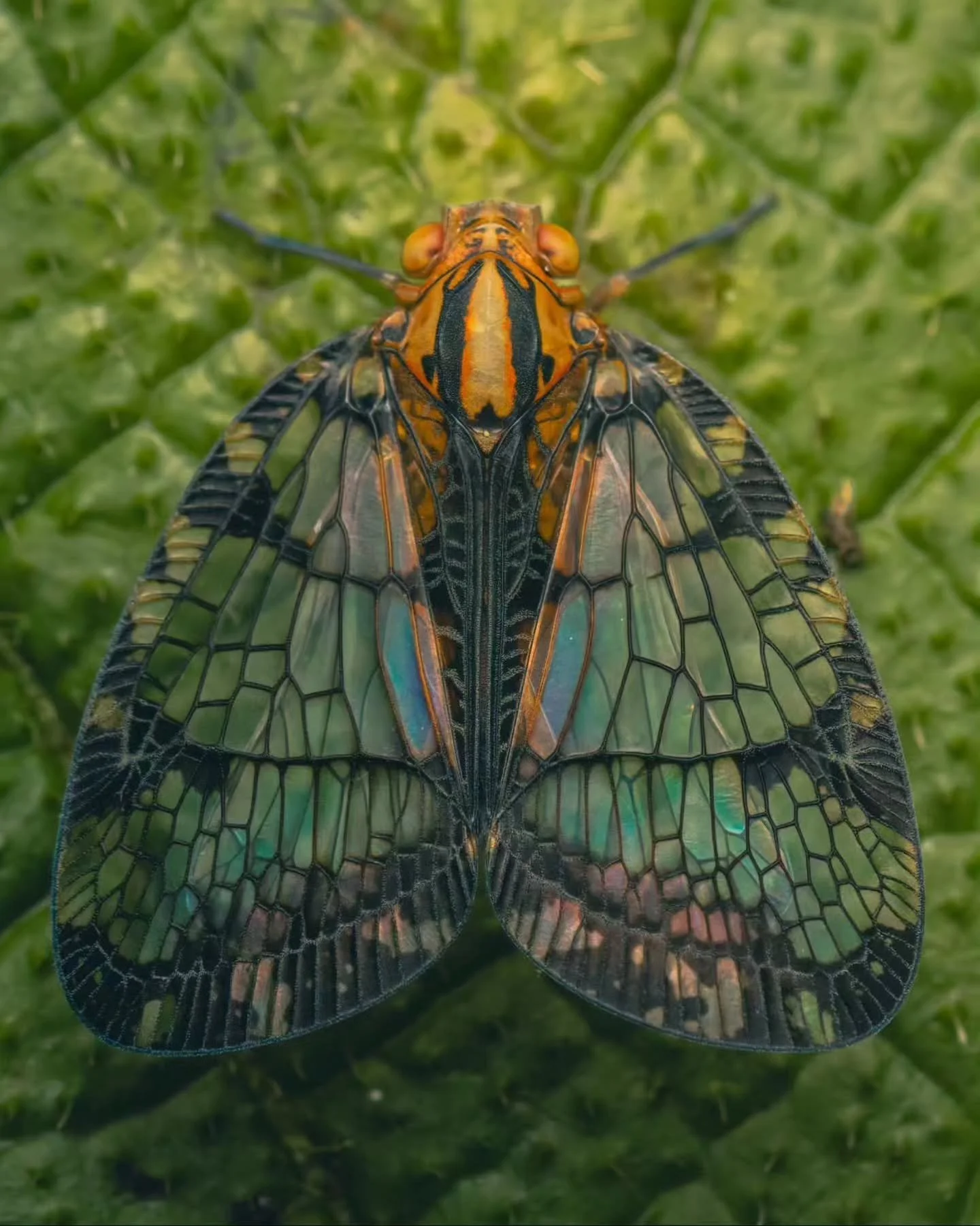 Photo By &mdash; @cynthiabandurek_artphotography

Curators: @dimpy.bhalotia &amp; @kamalkumaarrao

By @pure.street.photography

#puremacrophotographyawards #puremacrophotography #macrophotography #macrophotographyawards macro macro_lovers macroworld 
