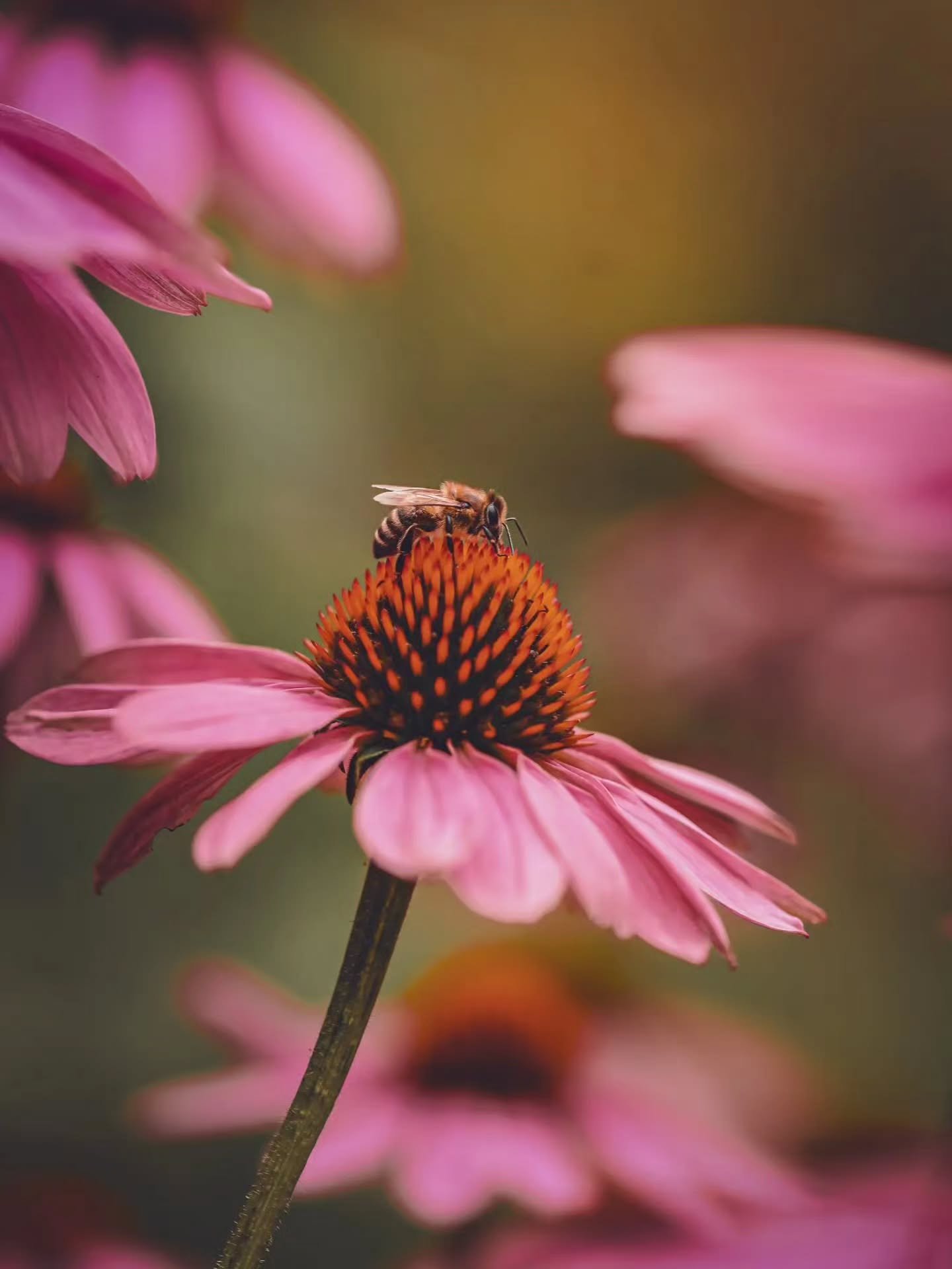 Photo By &mdash; @moody_flowers_

Curators: @dimpy.bhalotia &amp; @kamalkumaarrao

By @pure.street.photography

#puremacrophotographyawards #puremacrophotography #macrophotography #macrophotographyawards macro macro_lovers macroworld naturephotograph