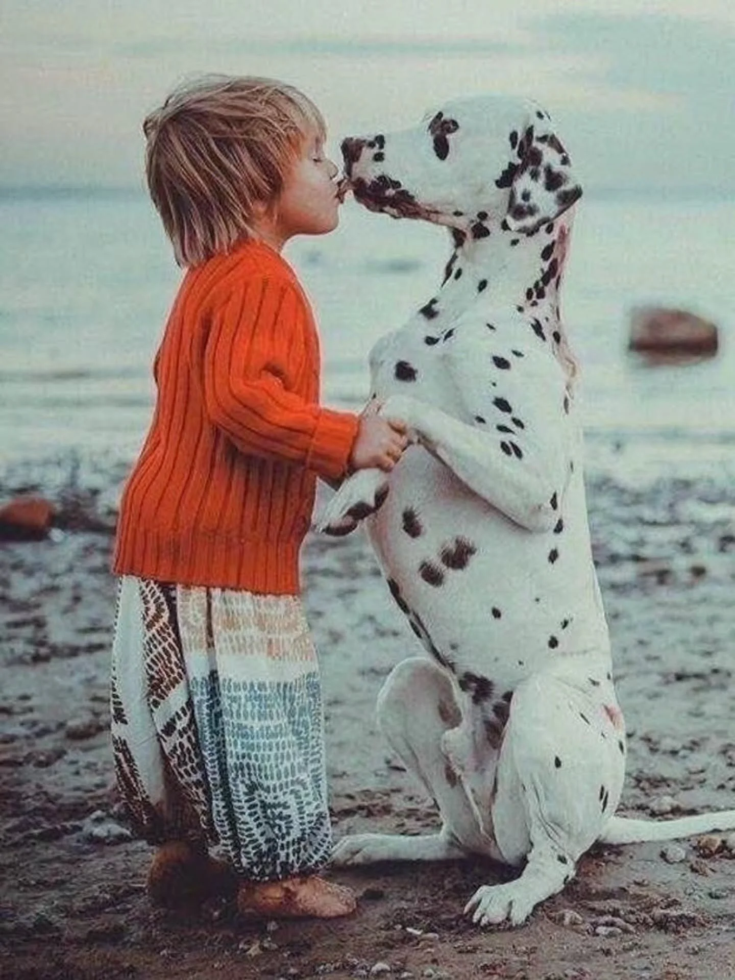 Photo By -  Unknown 

Curators: @dimpy.bhalotia &amp; @kamalkumaarrao 

By @pure.street.photography 

#puredogphotography #dogsofinstagram #doglovers dog doglover dogs doglife. Pure Dog Photography