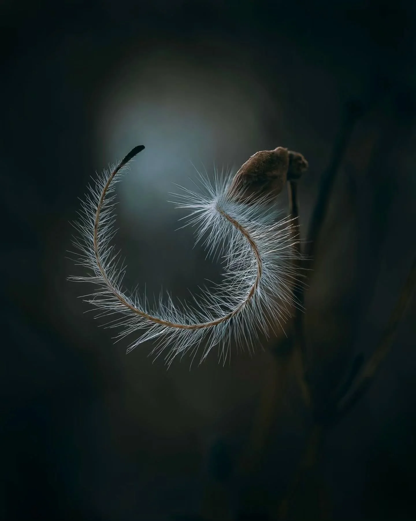Photo By &mdash; @ae_biswas_photography

Curators: @dimpy.bhalotia &amp; @kamalkumaarrao

By @pure.street.photography

#puremacrophotographyawards #puremacrophotography #macrophotography #macrophotographyawards macro macro_lovers macroworld naturepho