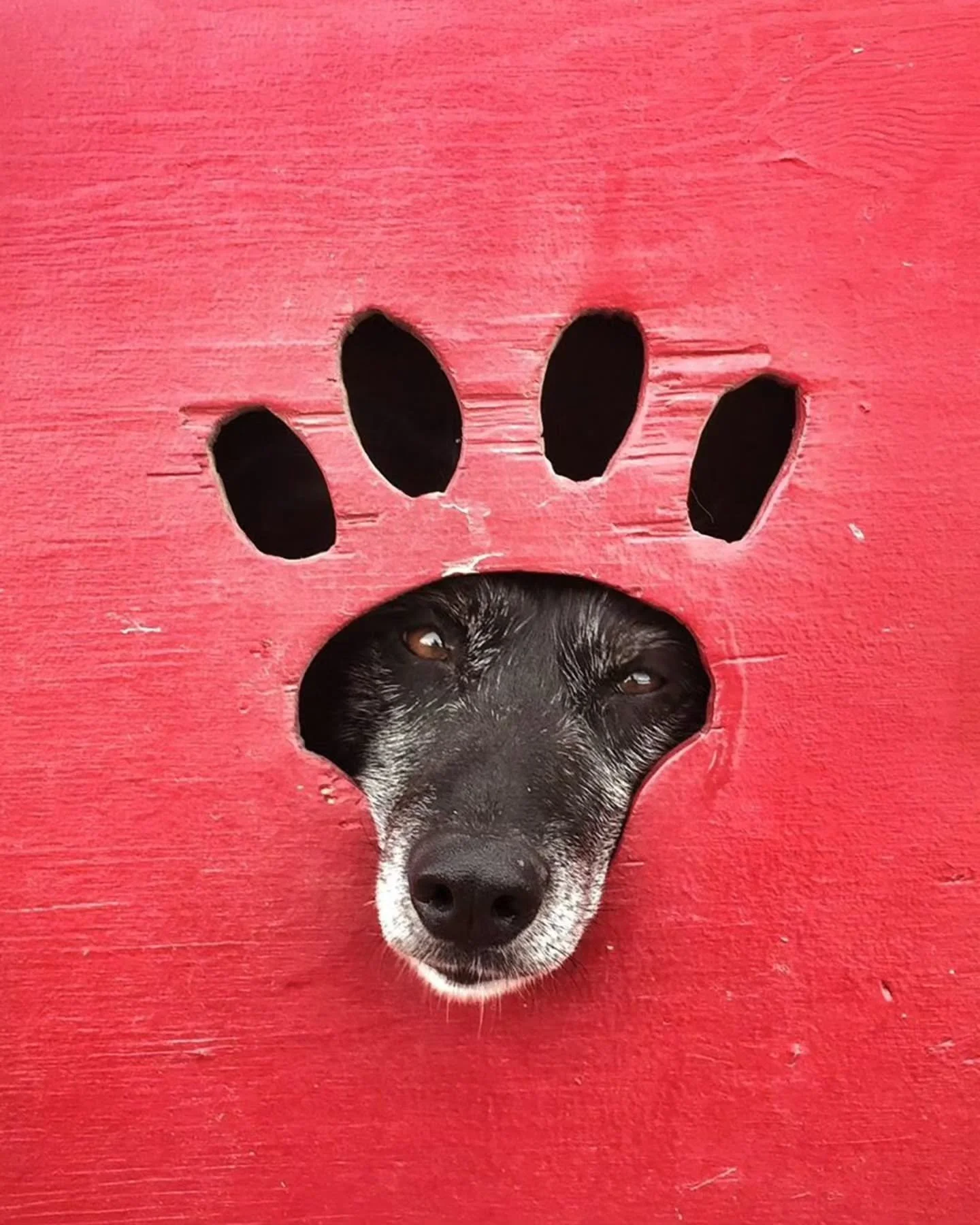 Photo By -  Unknown 

Curators: @dimpy.bhalotia &amp; @kamalkumaarrao 

By @pure.street.photography 

#puredogphotography #dogsofinstagram #doglovers dog doglover dogs doglife. Pure Dog Photography