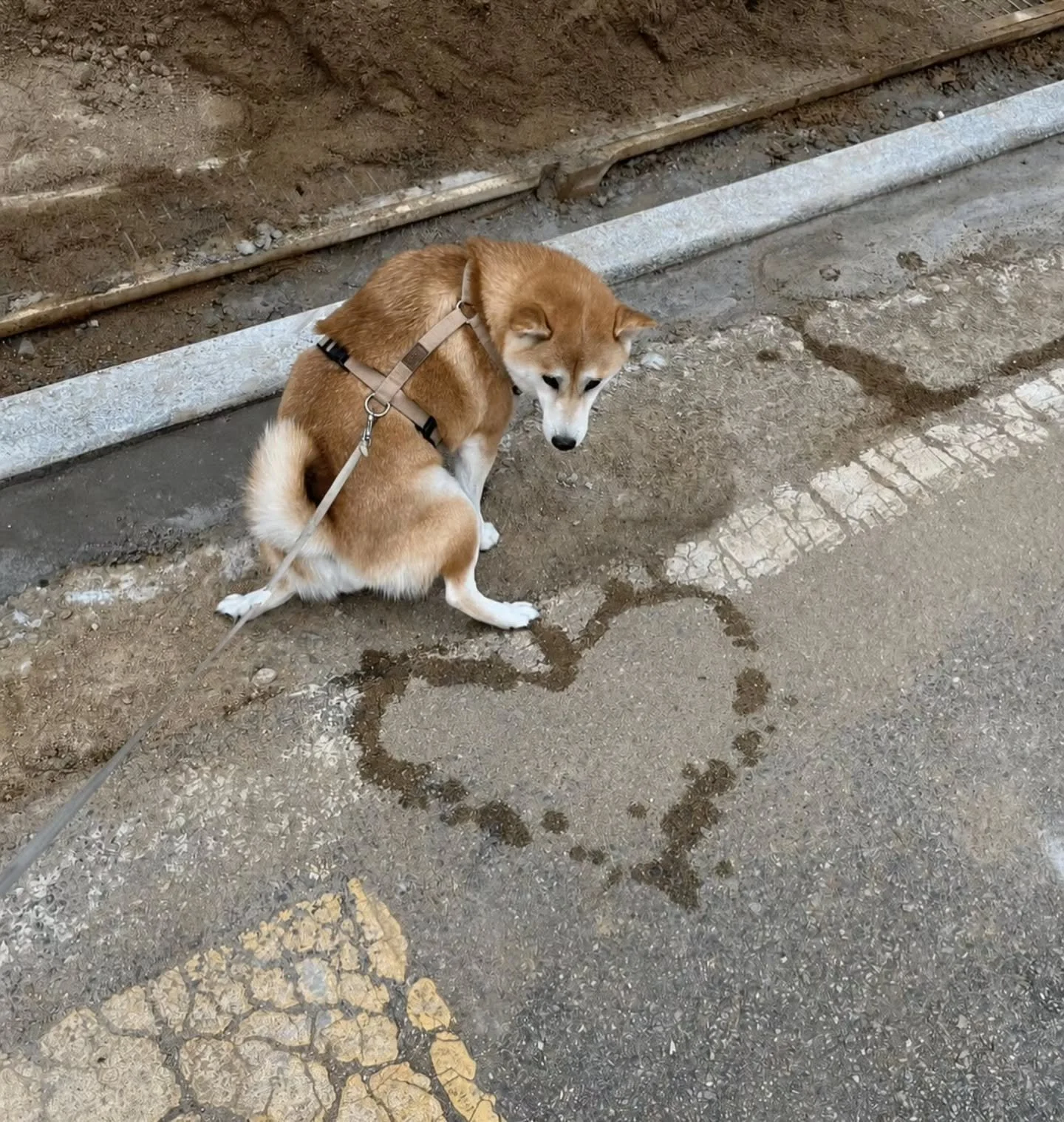 𝗦𝗛𝗔𝗥𝗘 𝗪𝗜𝗧𝗛 𝗬𝗢𝗨𝗥 𝗟𝗢𝗩𝗘𝗗 𝗢𝗡𝗘𝗦 ❤️

Photo by - @shiba__fall

Curated by @dimpy.bhalotia &amp; @kamalkumaarrao

Celebrating exceptional dog and cat photography from around the world.

www.purephotographyawards.com

#PureDogAndCatPhoto
