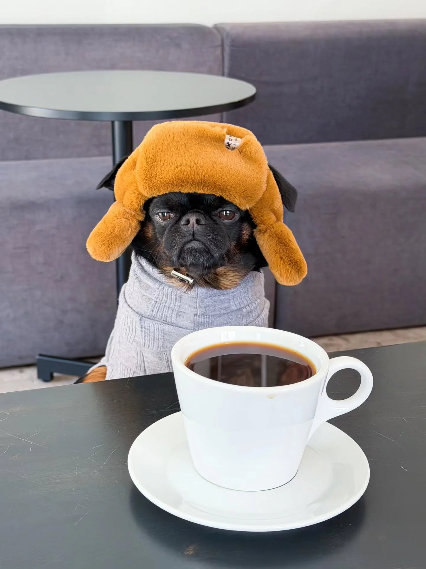 Photo by -  @charlie_the_griffon

Your camera roll is full of them anyway 🐾😂

The weird ones.
The dramatic ones.
The what on earth are you doing? ones.
And the ones that somehow turned out ridiculously good. 

Pure Dog &amp; Cat Photography Awards 