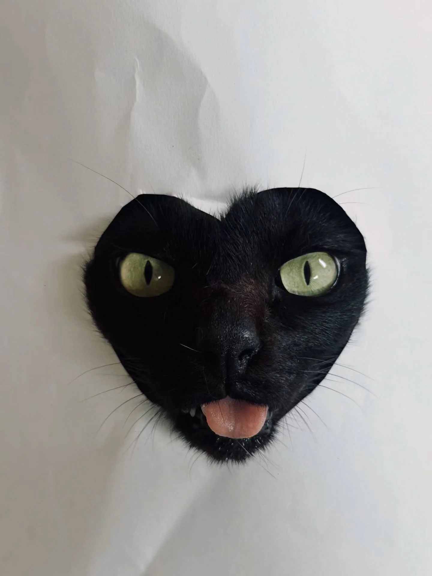 Photo by -  @palo.meaowlaeblin

Your camera roll is full of them anyway 🐾😂

The weird ones.
The dramatic ones.
The what on earth are you doing? ones.
And the ones that somehow turned out ridiculously good. 

Pure Dog &amp; Cat Photography Awards is