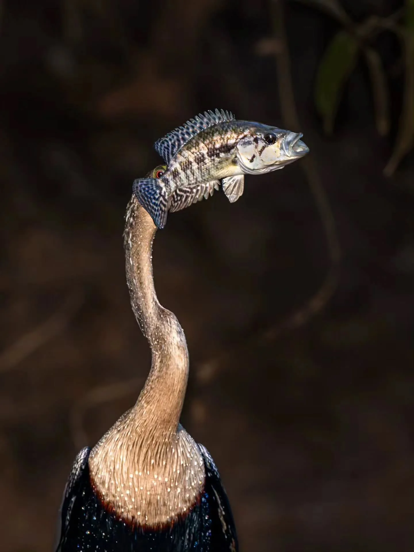Photo by - @eigilbj

Curated by @dimpy.bhalotia &amp; @kamalkumaarrao

Celebrating exceptional macro and close-up photography from around the world.

www.purephotographyawards.com

#PureMacroAndCloseUpPhotographyAwards #PurePhotographyAwards #PureMac
