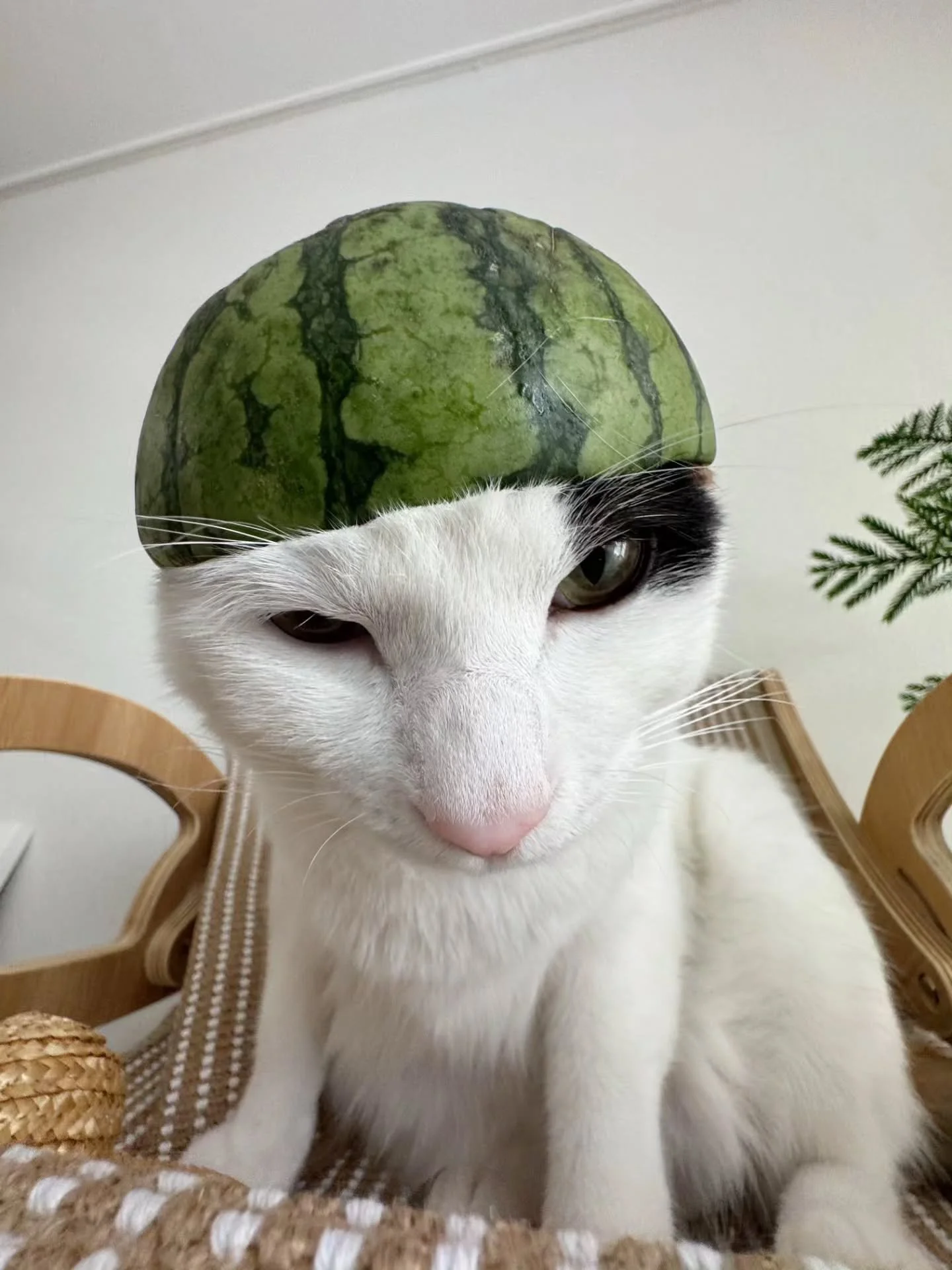 Photo by -  @cooo____k

Your camera roll is full of them anyway 🐾😂

The weird ones.
The dramatic ones.
The what on earth are you doing? ones.
And the ones that somehow turned out ridiculously good. 

Pure Dog &amp; Cat Photography Awards is OPEN.

