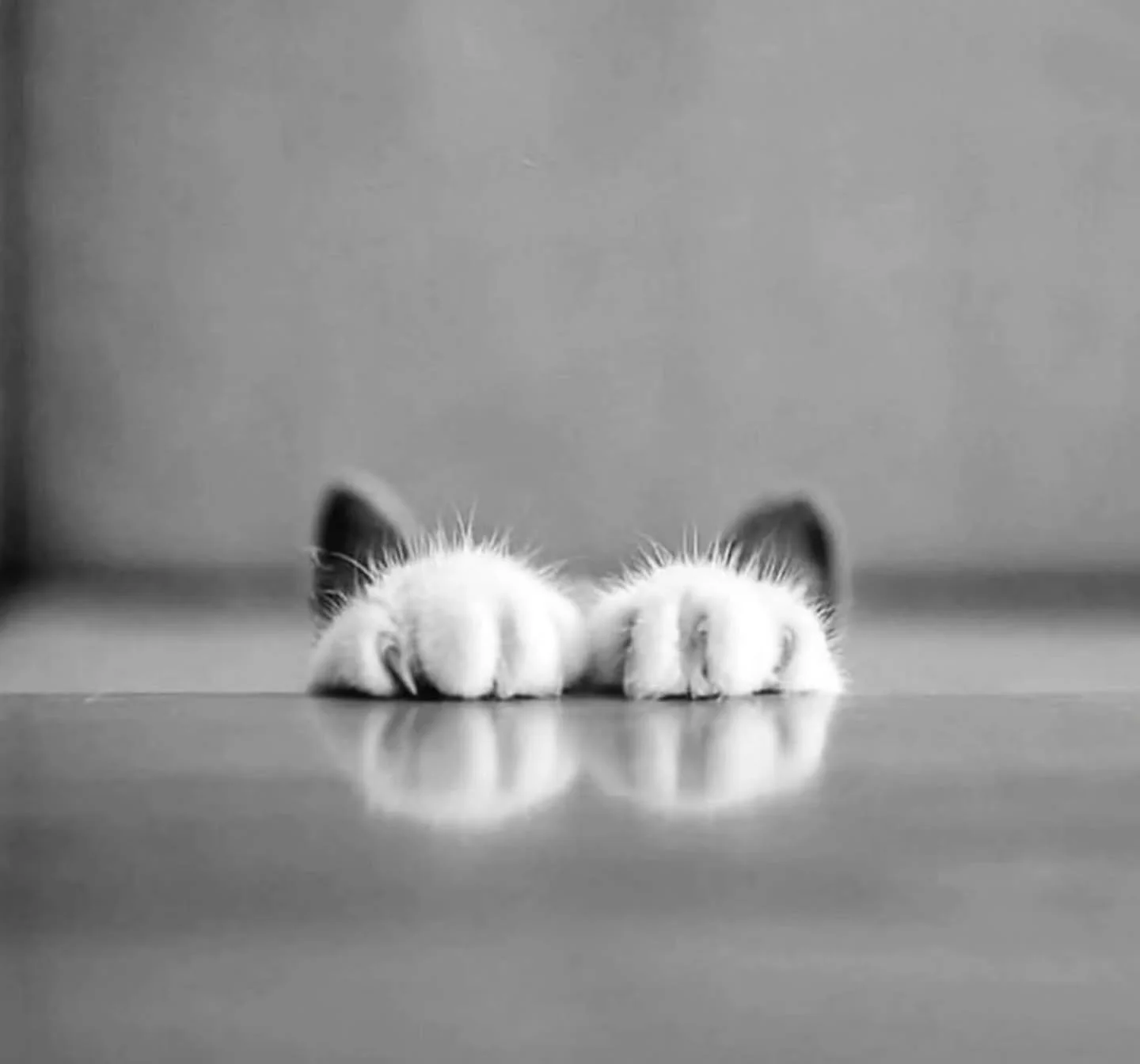 Photo by -  Unknown 

Your camera roll is full of them anyway 🐾😂

The weird ones.
The dramatic ones.
The what on earth are you doing? ones.
And the ones that somehow turned out ridiculously good. 

Pure Dog &amp; Cat Photography Awards is OPEN.

🐶