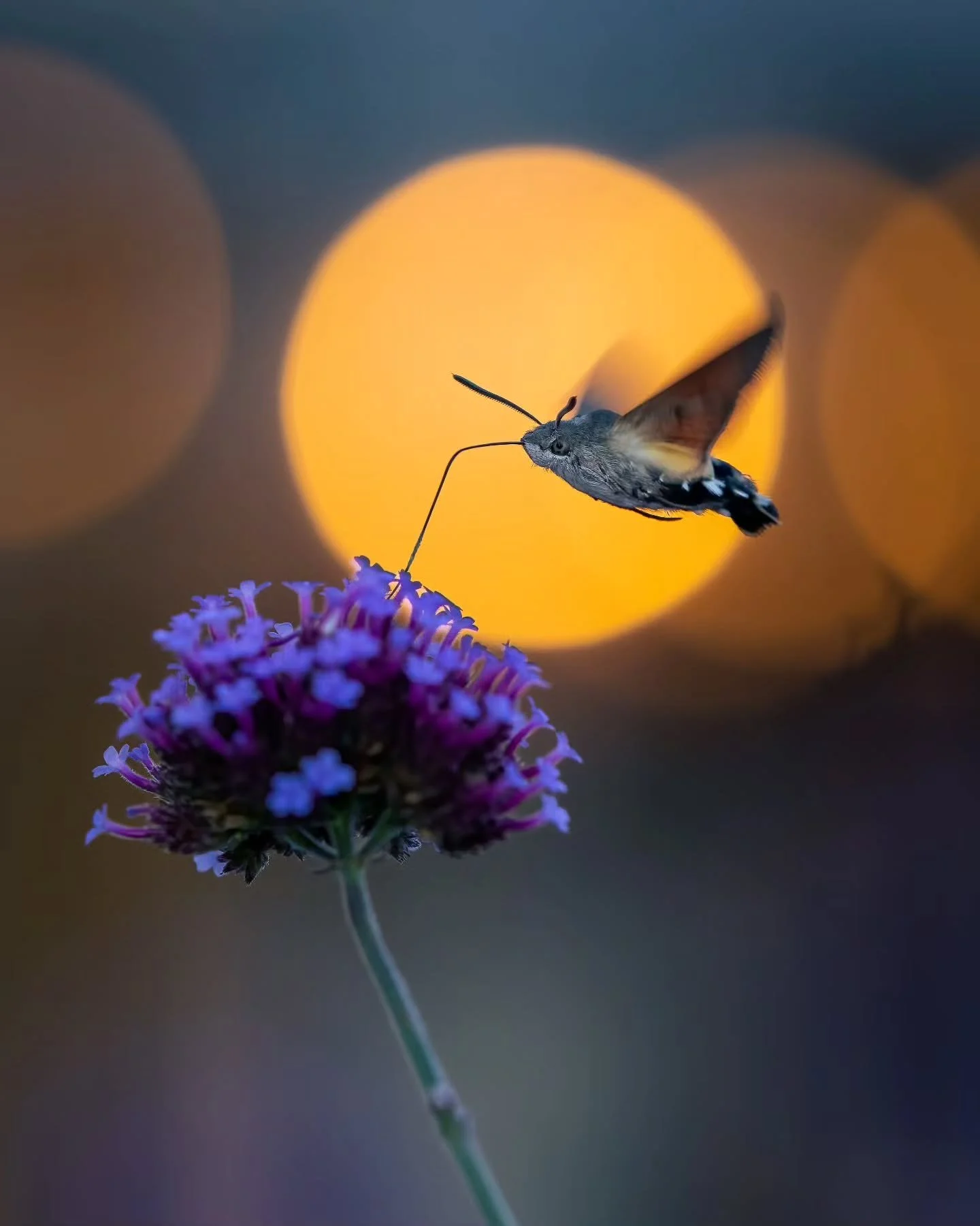 Photo by - @pataluth

Curated by @dimpy.bhalotia &amp; @kamalkumaarrao

Celebrating exceptional macro and close-up photography from around the world.

www.purephotographyawards.com

#PureMacroAndCloseUpPhotographyAwards #PurePhotographyAwards #PureMa
