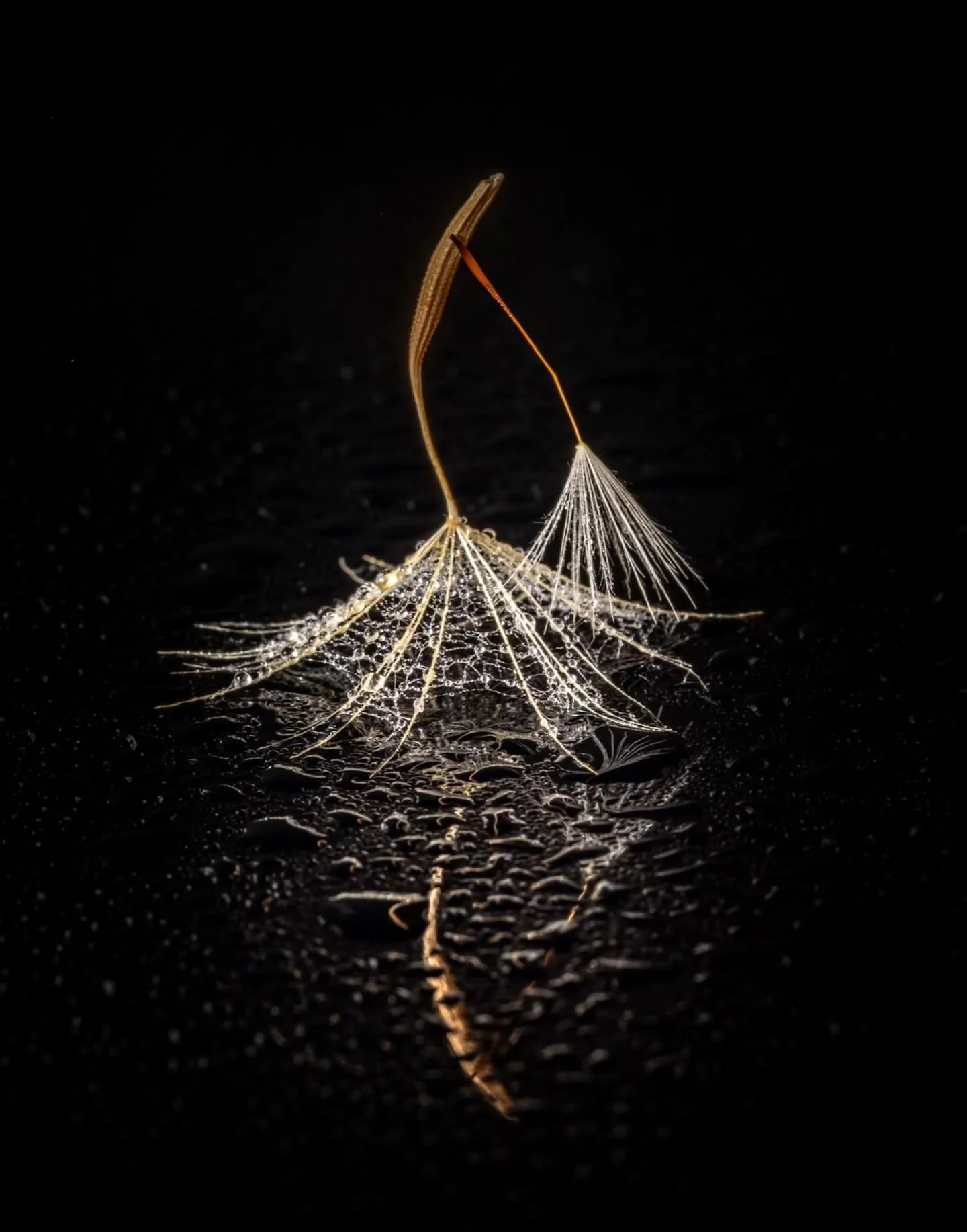 Photo by - @magrografie

Curated by @dimpy.bhalotia &amp; @kamalkumaarrao

Celebrating exceptional macro and close-up photography from around the world.

www.purephotographyawards.com

#PureMacroAndCloseUpPhotographyAwards #PurePhotographyAwards #Pur