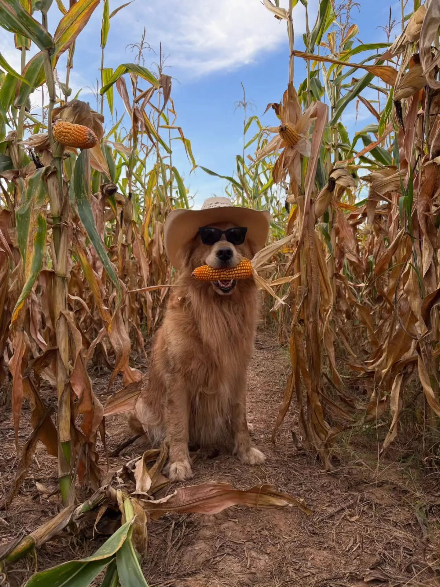 Photo by -  @eugeniavalente.m

Your camera roll is full of them anyway 🐾😂

The weird ones.
The dramatic ones.
The what on earth are you doing? ones.
And the ones that somehow turned out ridiculously good. 

Pure Dog &amp; Cat Photography Awards is 