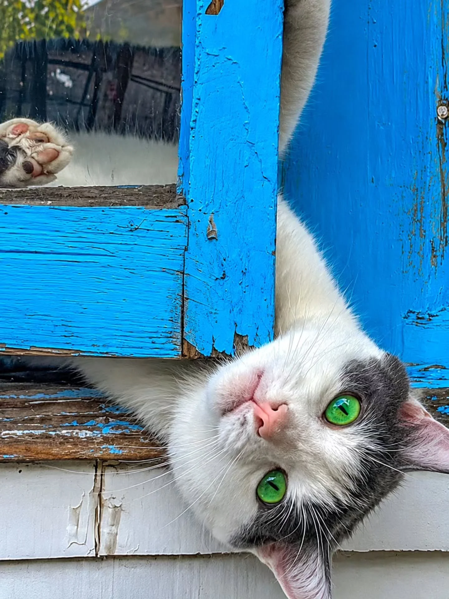 Your camera roll is full of them anyway 🐾😂

The weird ones.
The dramatic ones.
The what on earth are you doing? ones.
And the ones that somehow turned out ridiculously good. 

Pure Dog &amp; Cat Photography Awards is OPEN.

🐶 Dogs. 😸 Cats. And ev
