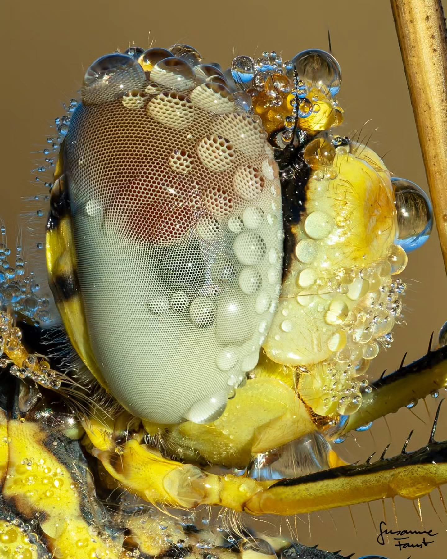 Photo by - @sanne.faust

Curated by @dimpy.bhalotia &amp; @kamalkumaarrao

Celebrating exceptional macro and close-up photography from around the world.

www.purephotographyawards.com

#PureMacroAndCloseUpPhotographyAwards #PurePhotographyAwards #Pur