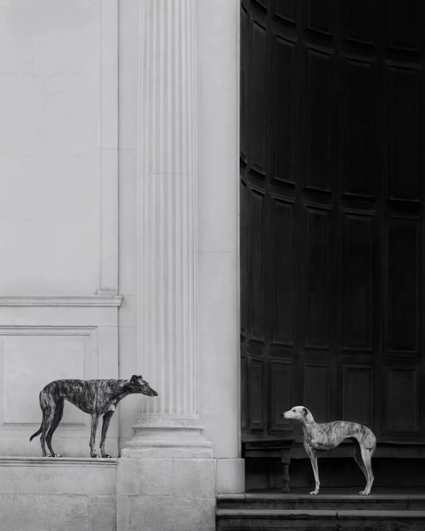 Photo by -  @pawtiqe

Your camera roll is full of them anyway 🐾😂

The weird ones.
The dramatic ones.
The what on earth are you doing? ones.
And the ones that somehow turned out ridiculously good. 

Pure Dog &amp; Cat Photography Awards is OPEN.

🐶